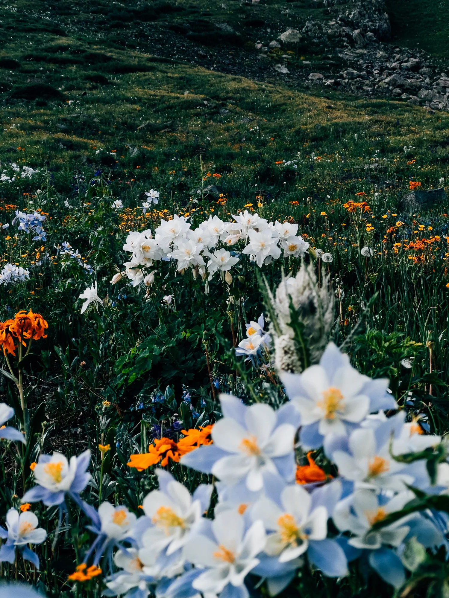 Wildflowers in the alpine meadow below Handies Peak