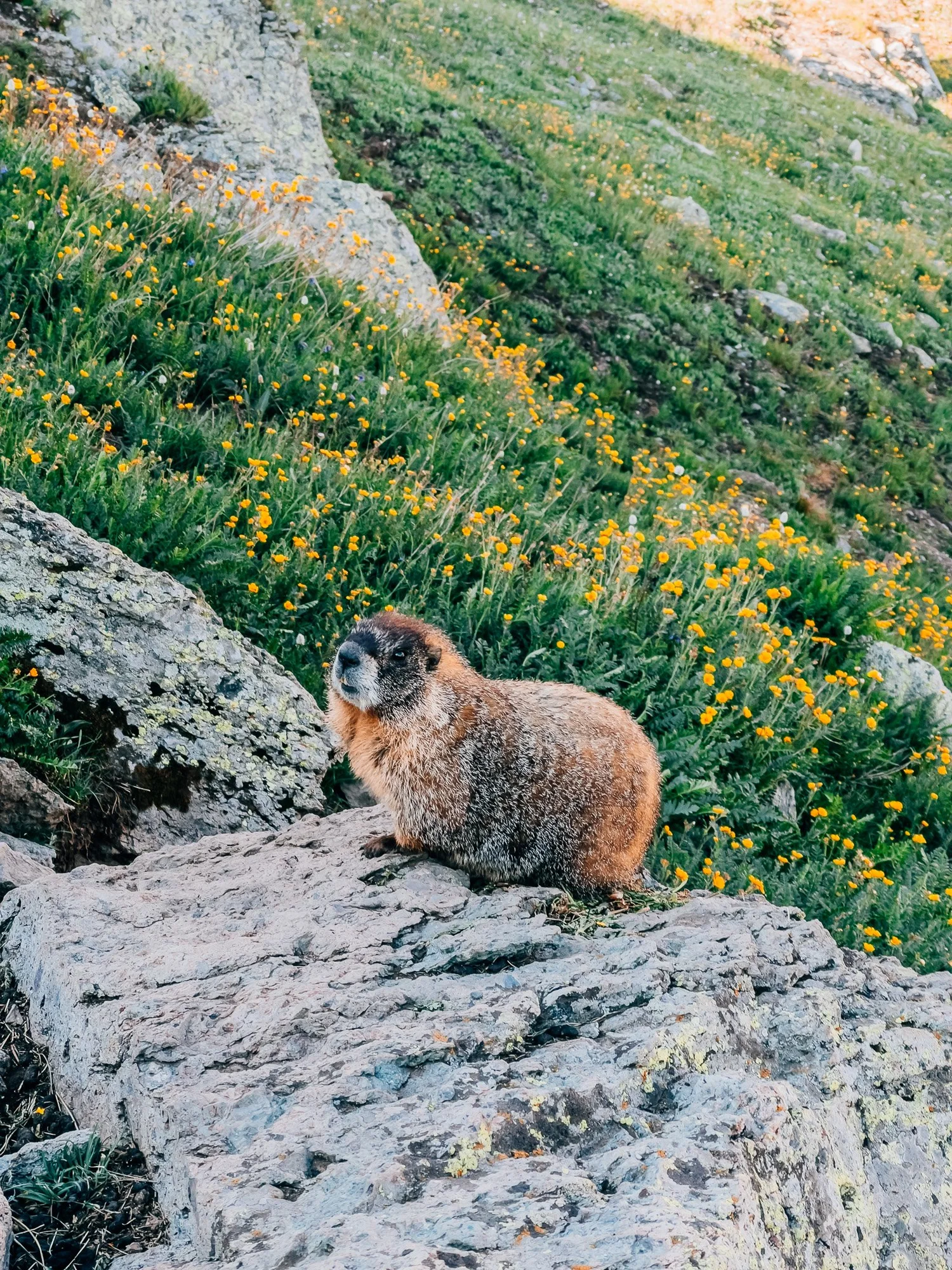 A marmot on the rocks above the basin
