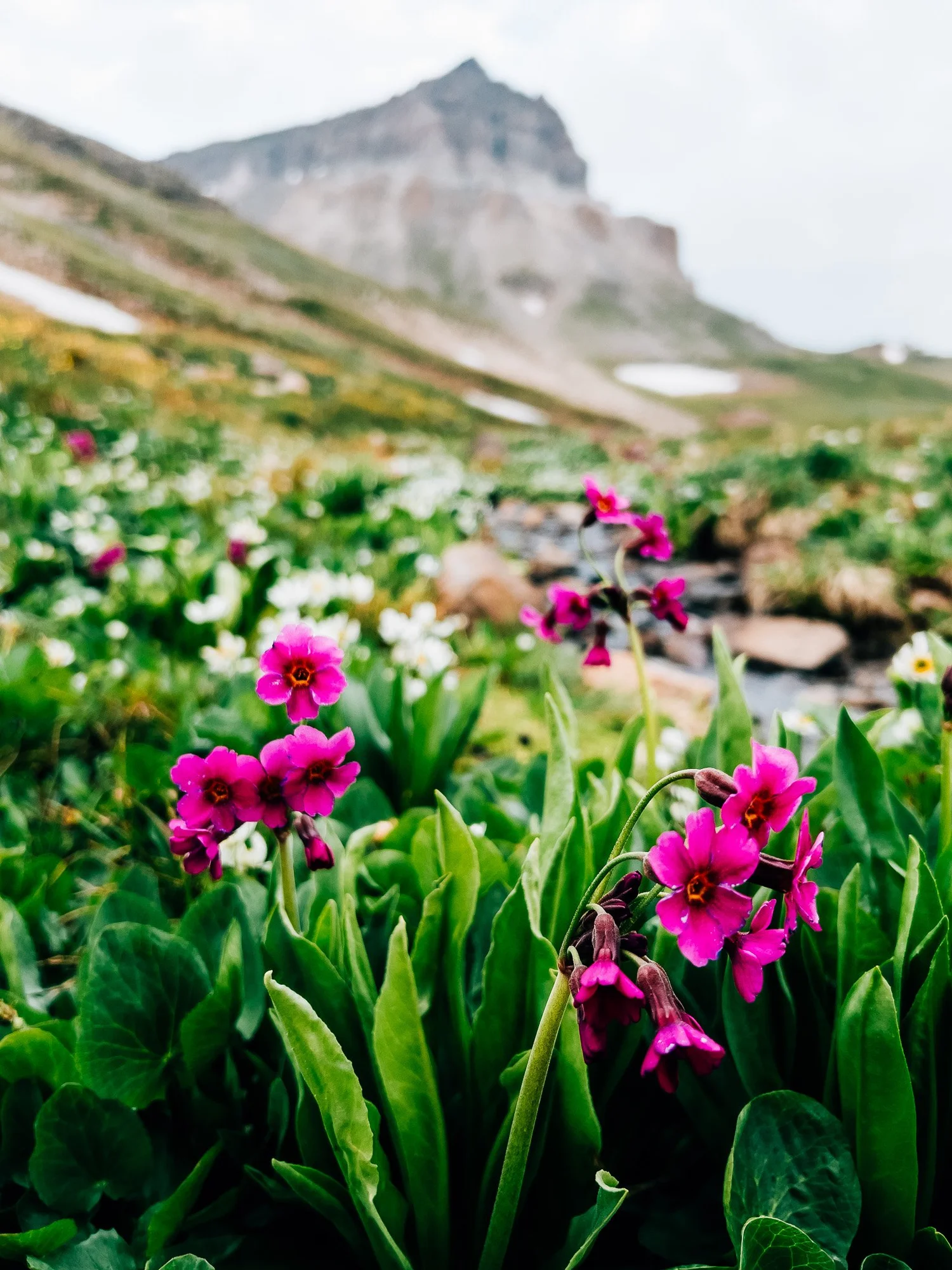 Pink wildflowers on the descent