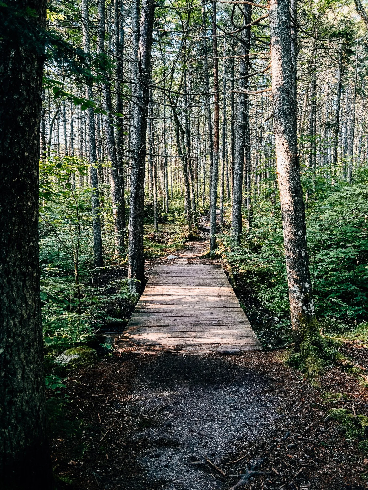 Boardwalk through boreal forest in the Zealand Valley