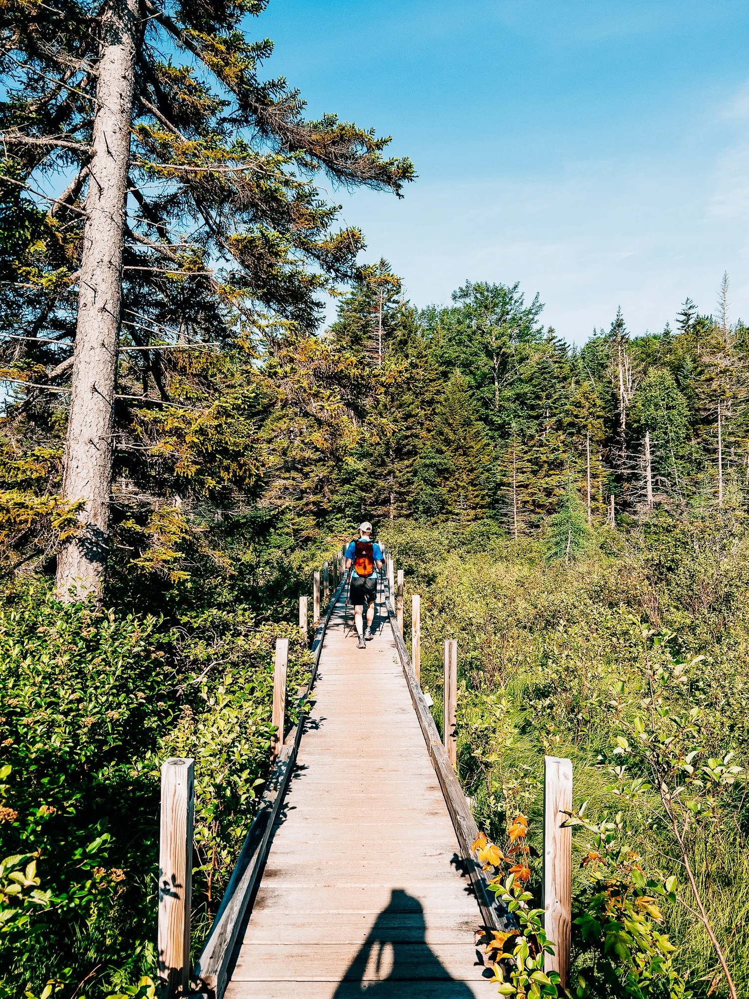 Long wooden causeway through Zealand Flats wetlands