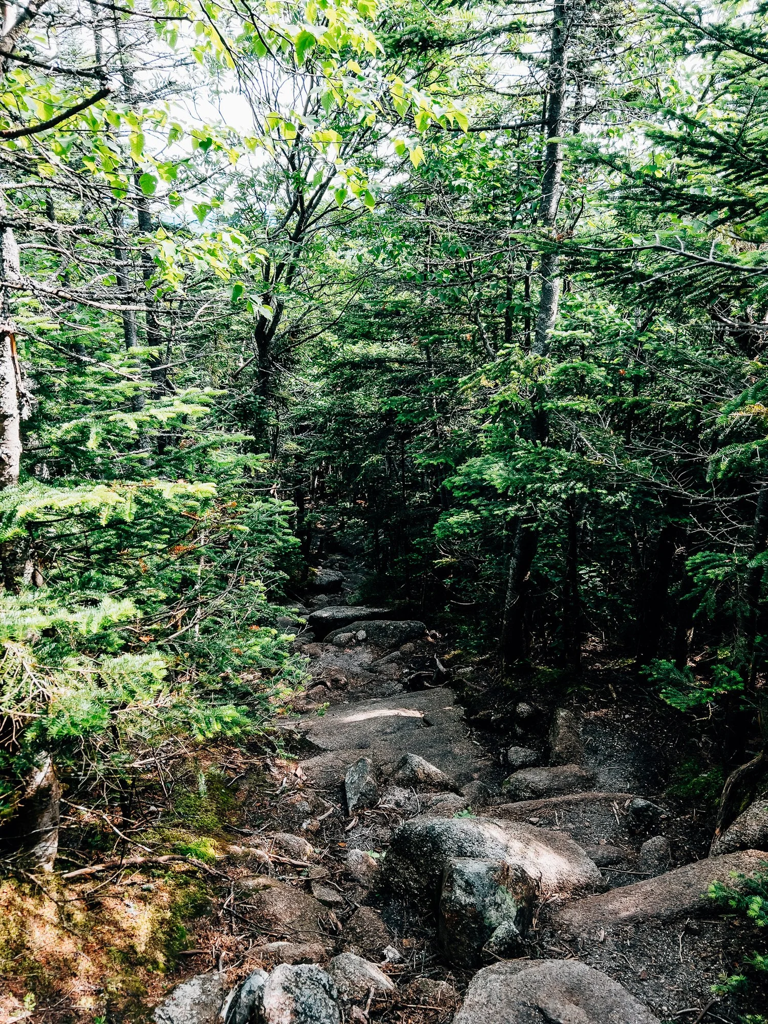 Steep rocky trail climbing through dense forest on Zeacliff Trail