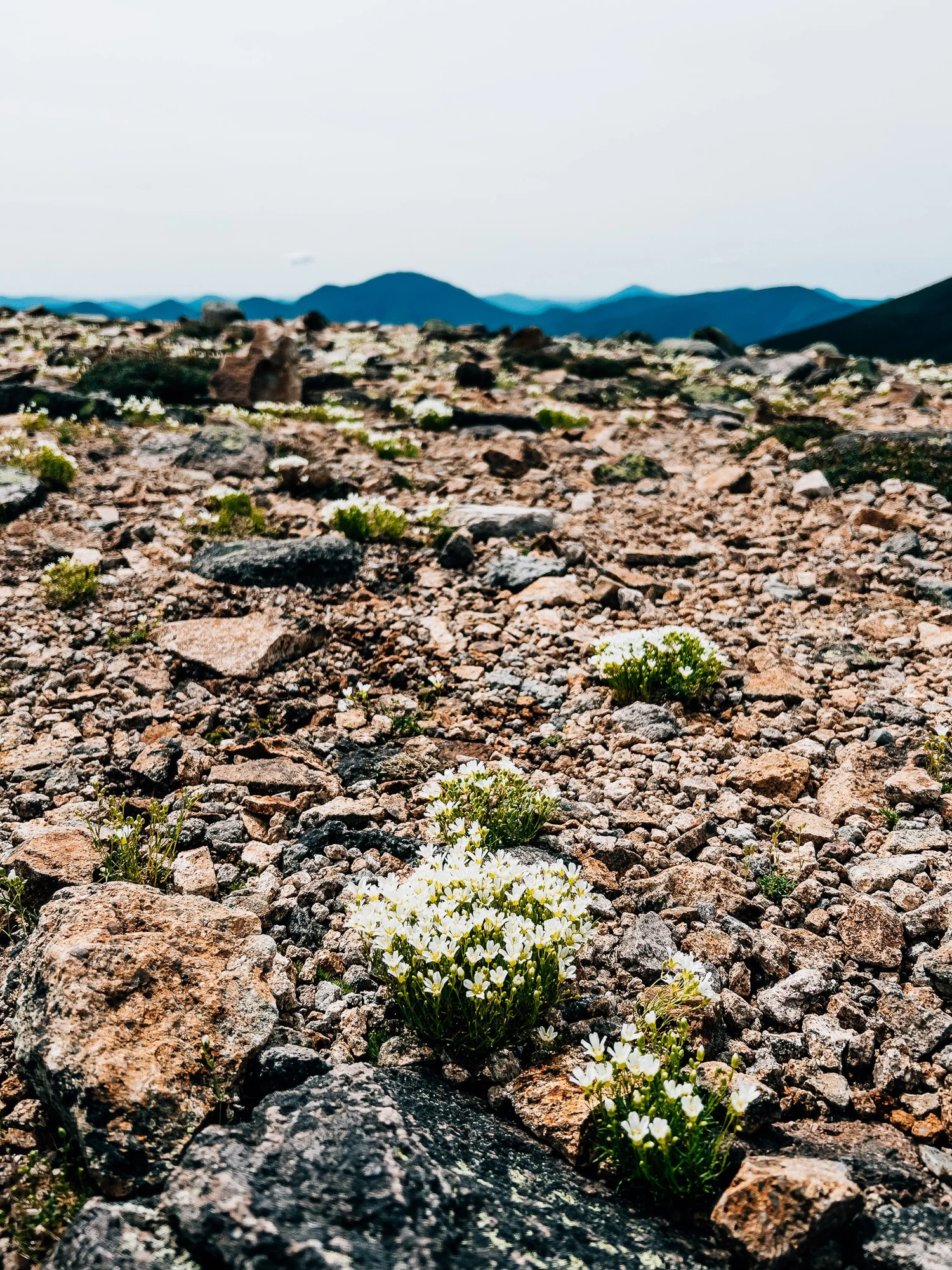 Rocky alpine terrain with white diapensia flowers in bloom