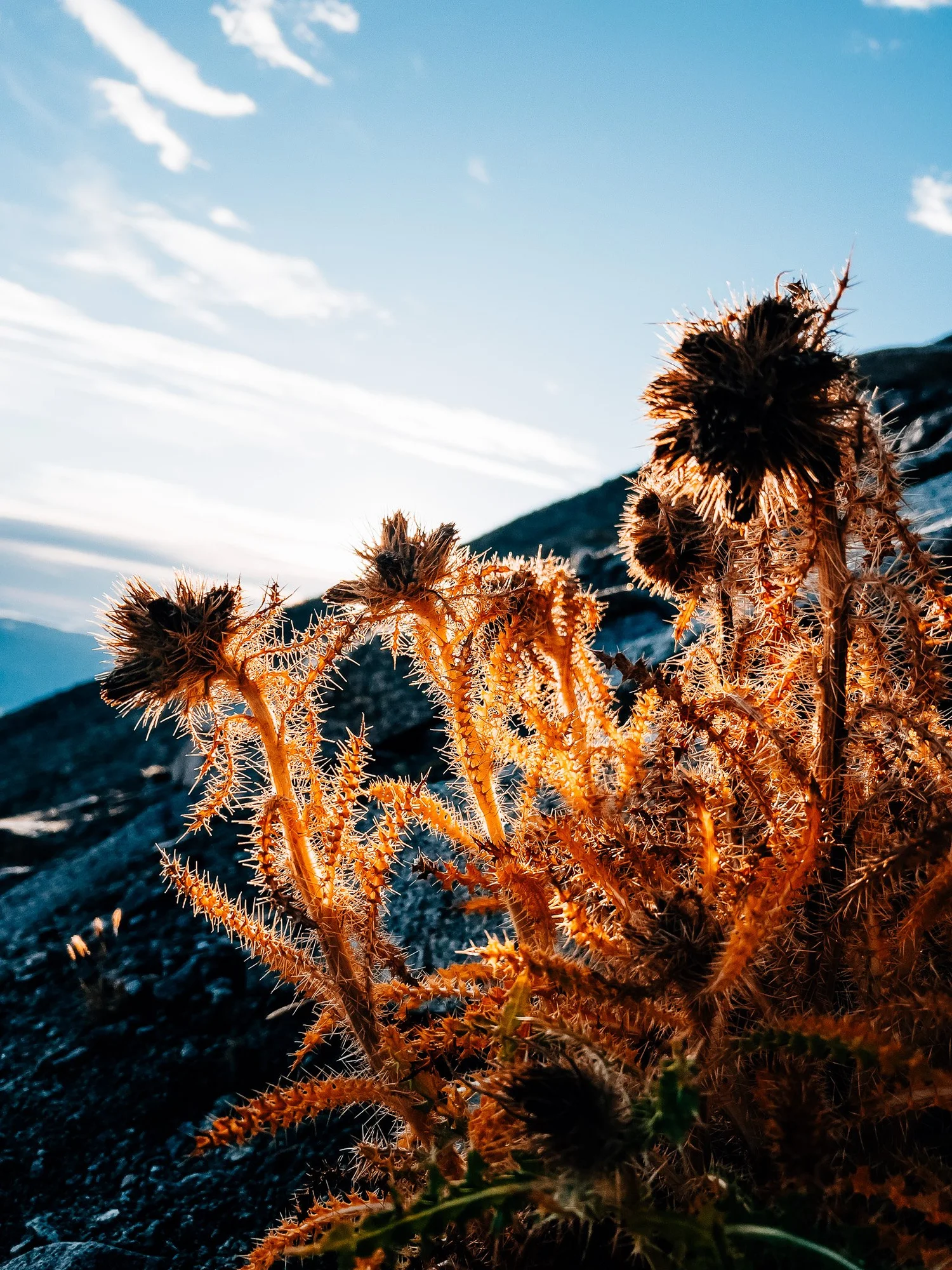 Dried alpine plants in fall color along the trail