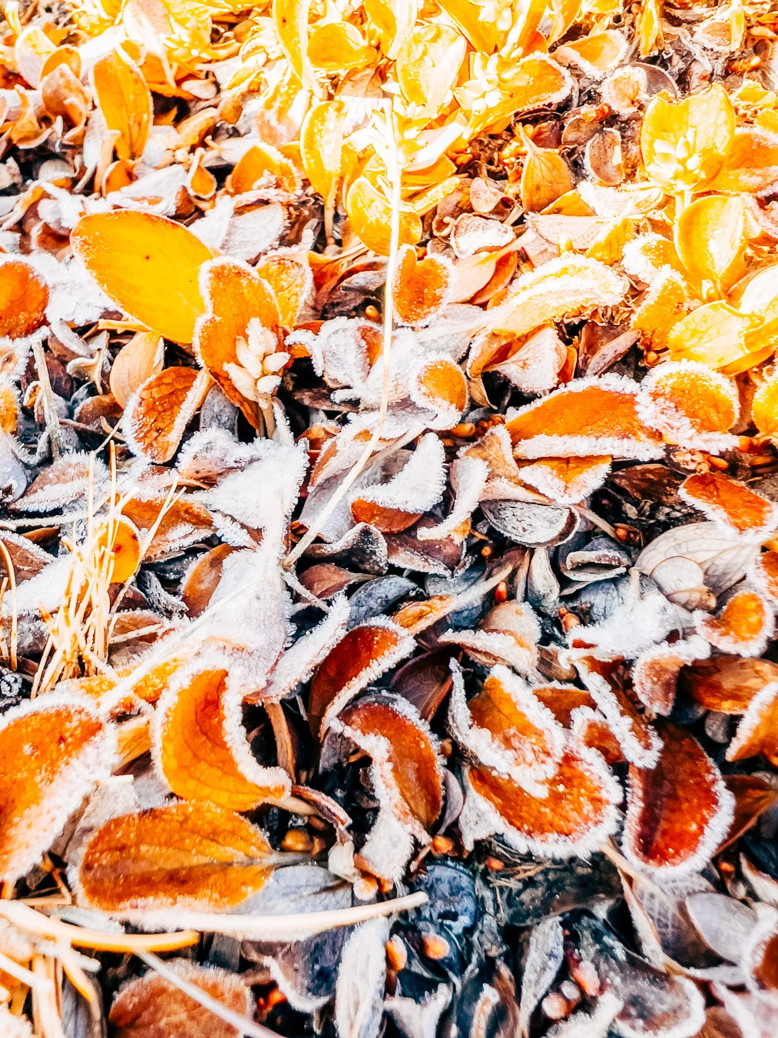 Frost-covered leaves along the ridge on Mount Princeton
