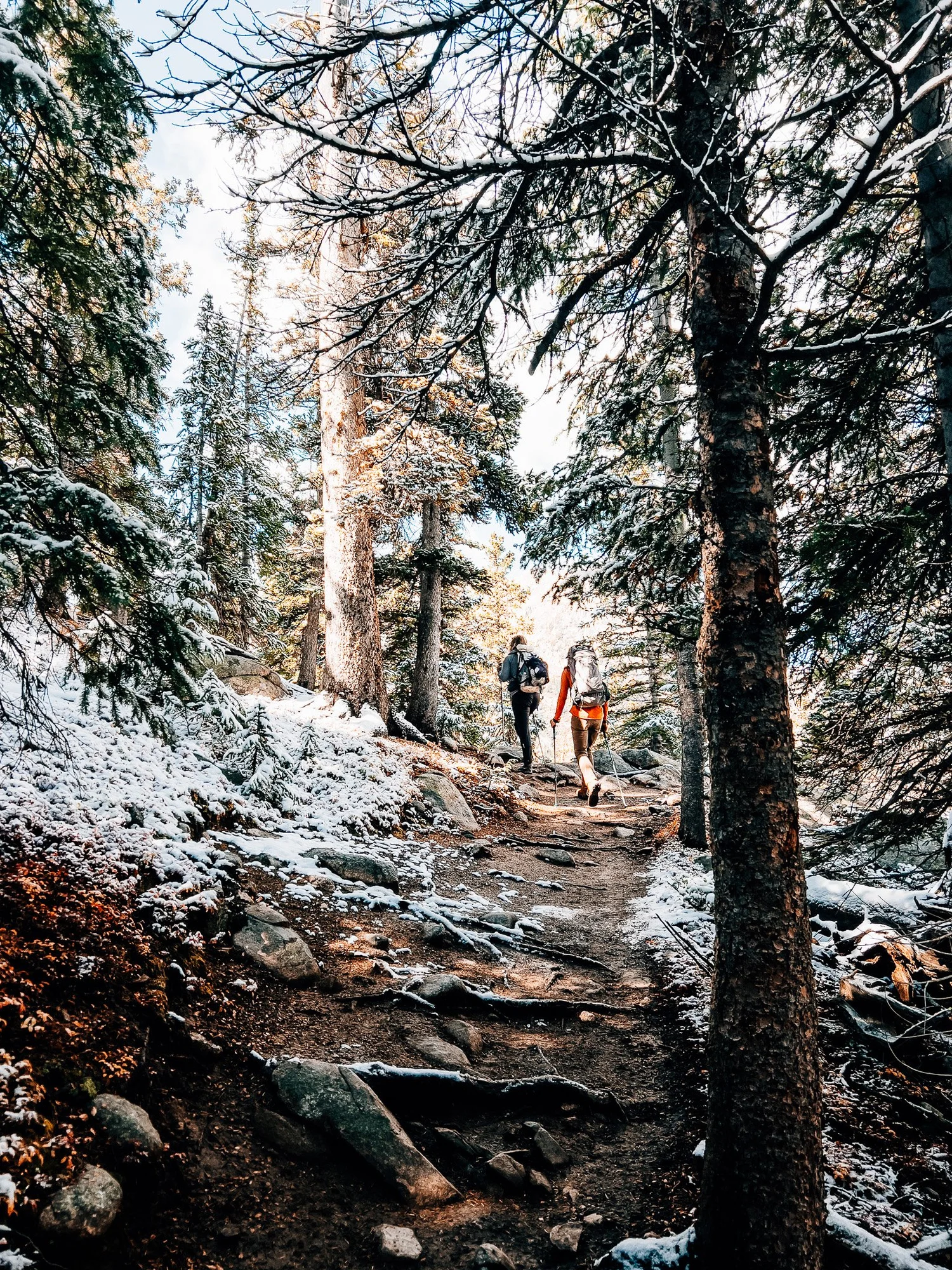 Evergreen forest with a light coating of fresh snow