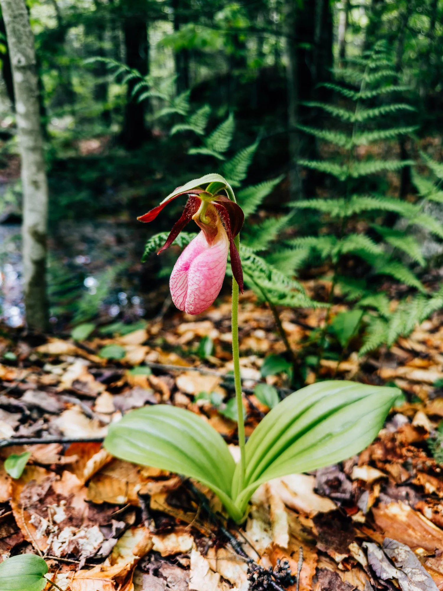 Lady slipper in full bloom along the lower trail