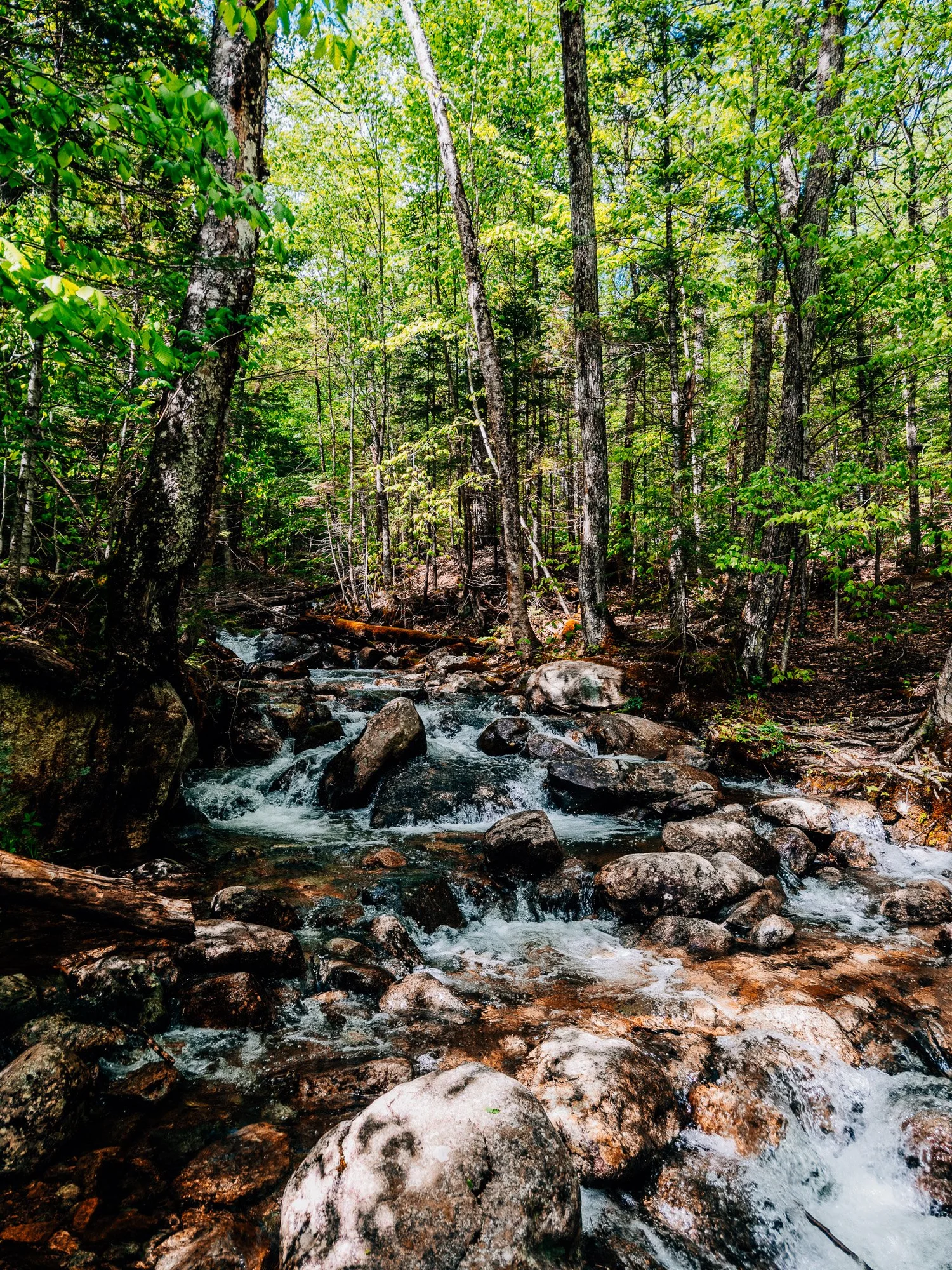 Old-growth beech and maple forest at lower elevations with small stream crossings