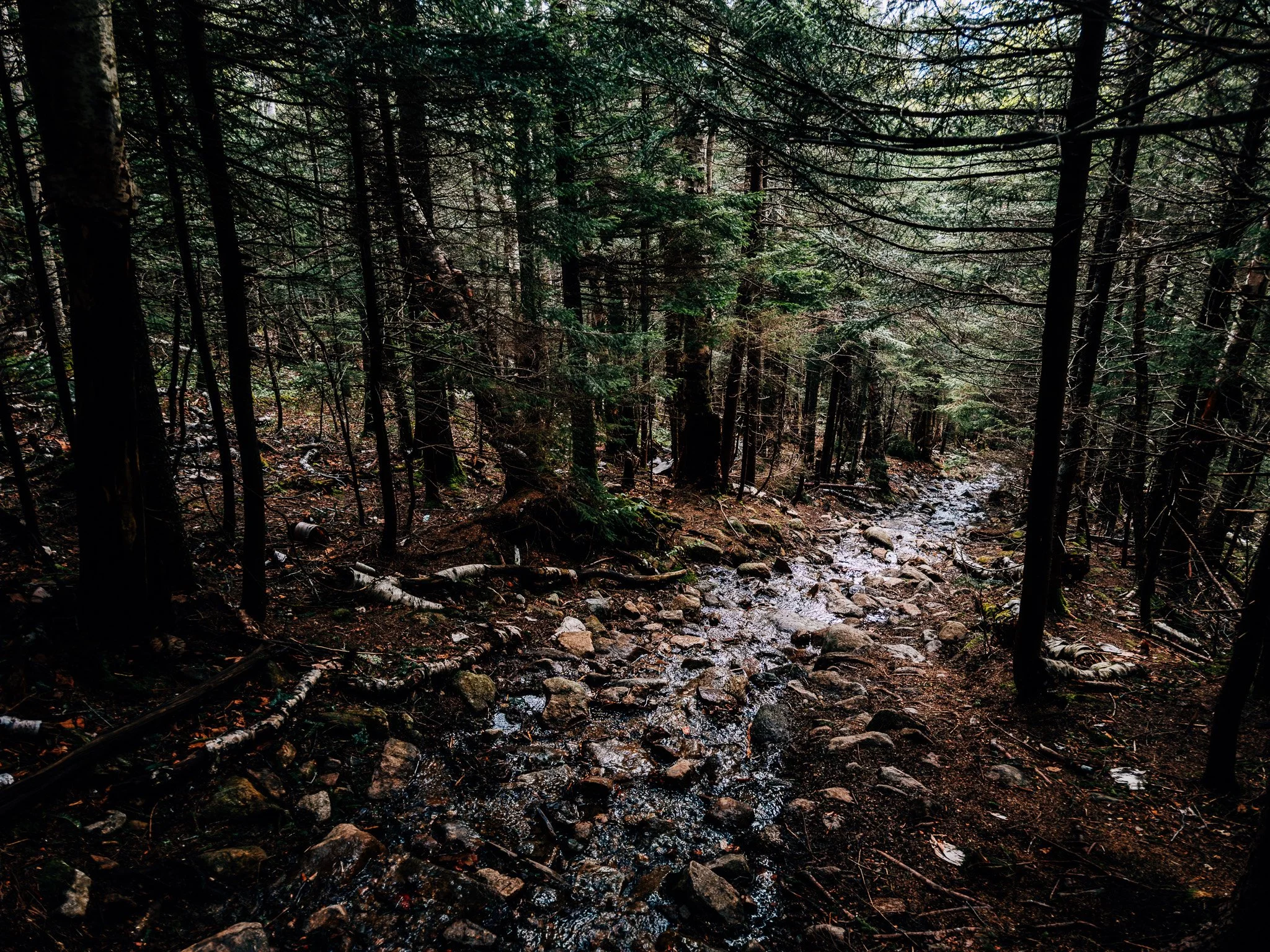 Typical Liberty trail through the evergreens at higher elevations — dark and slippery