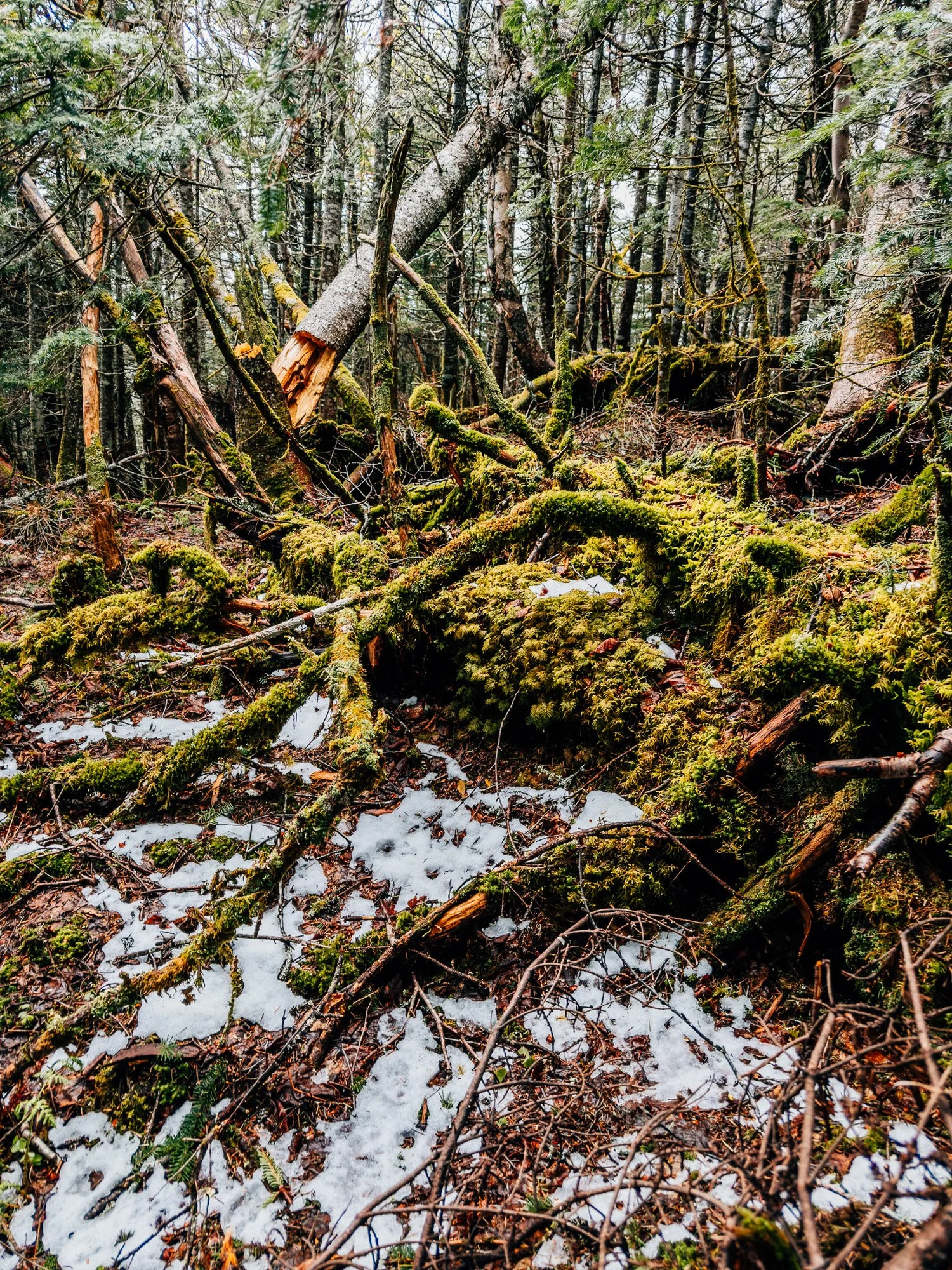 Patches of fresh snow from the night before among mossy trees