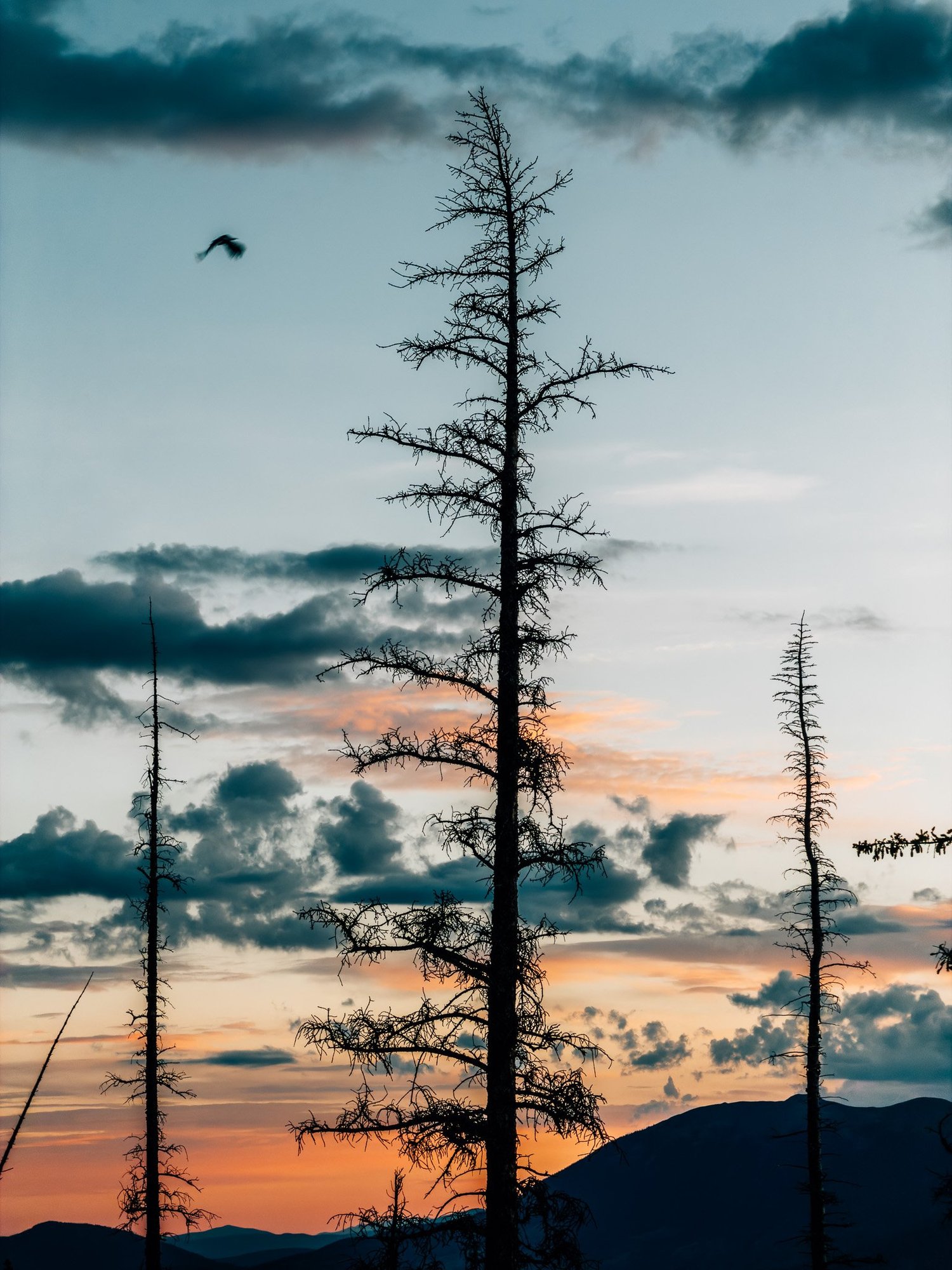 Tree silhouettes against morning skies on Mount Buffalo