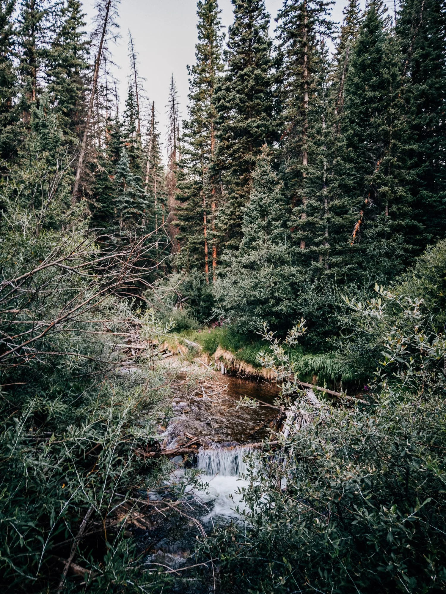 Creek crossing near the start of the North Cottonwood trail to Mount Harvard