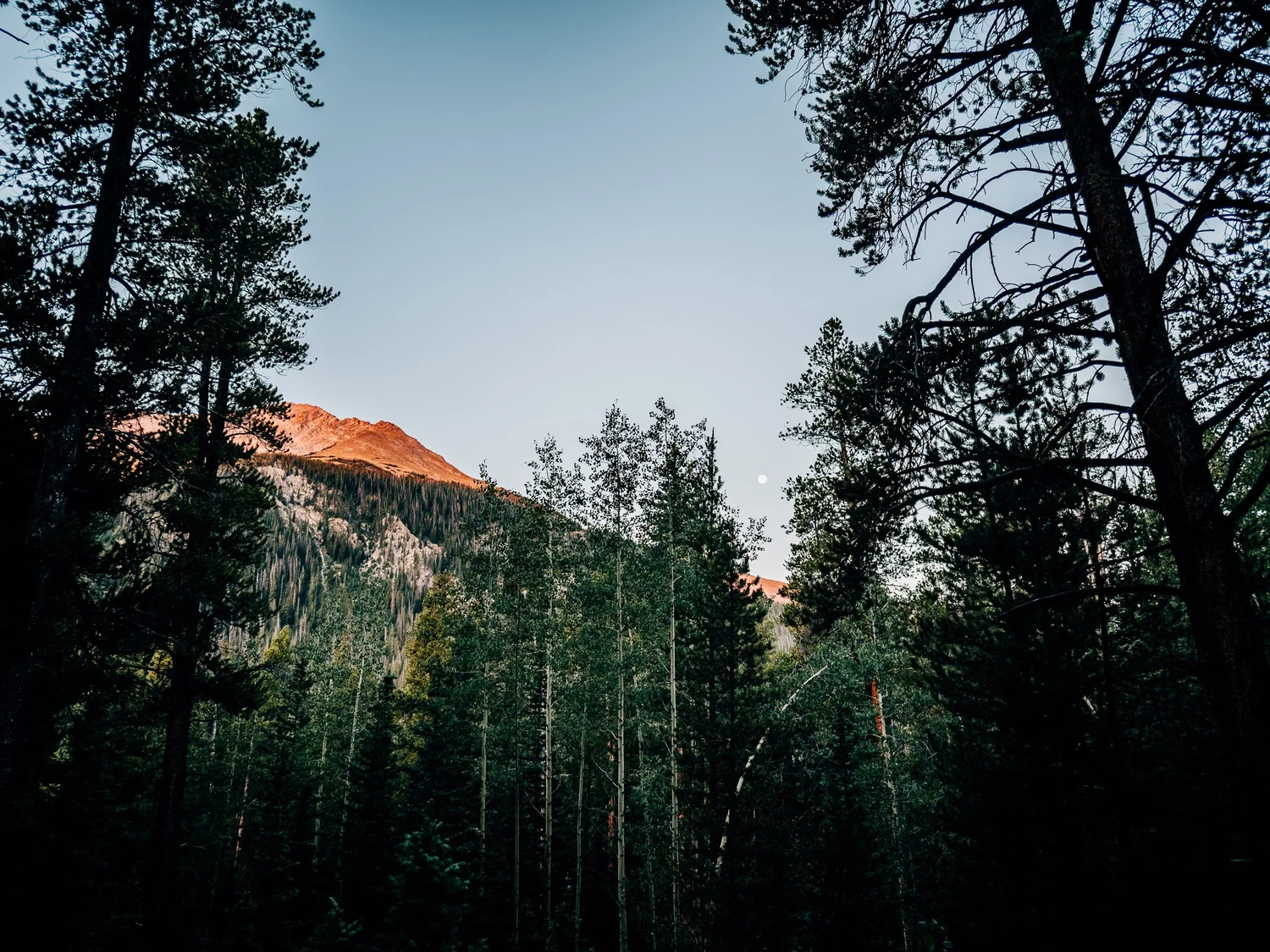 First alpenglow on the peaks above the North Cottonwood trail, Collegiate Peaks
