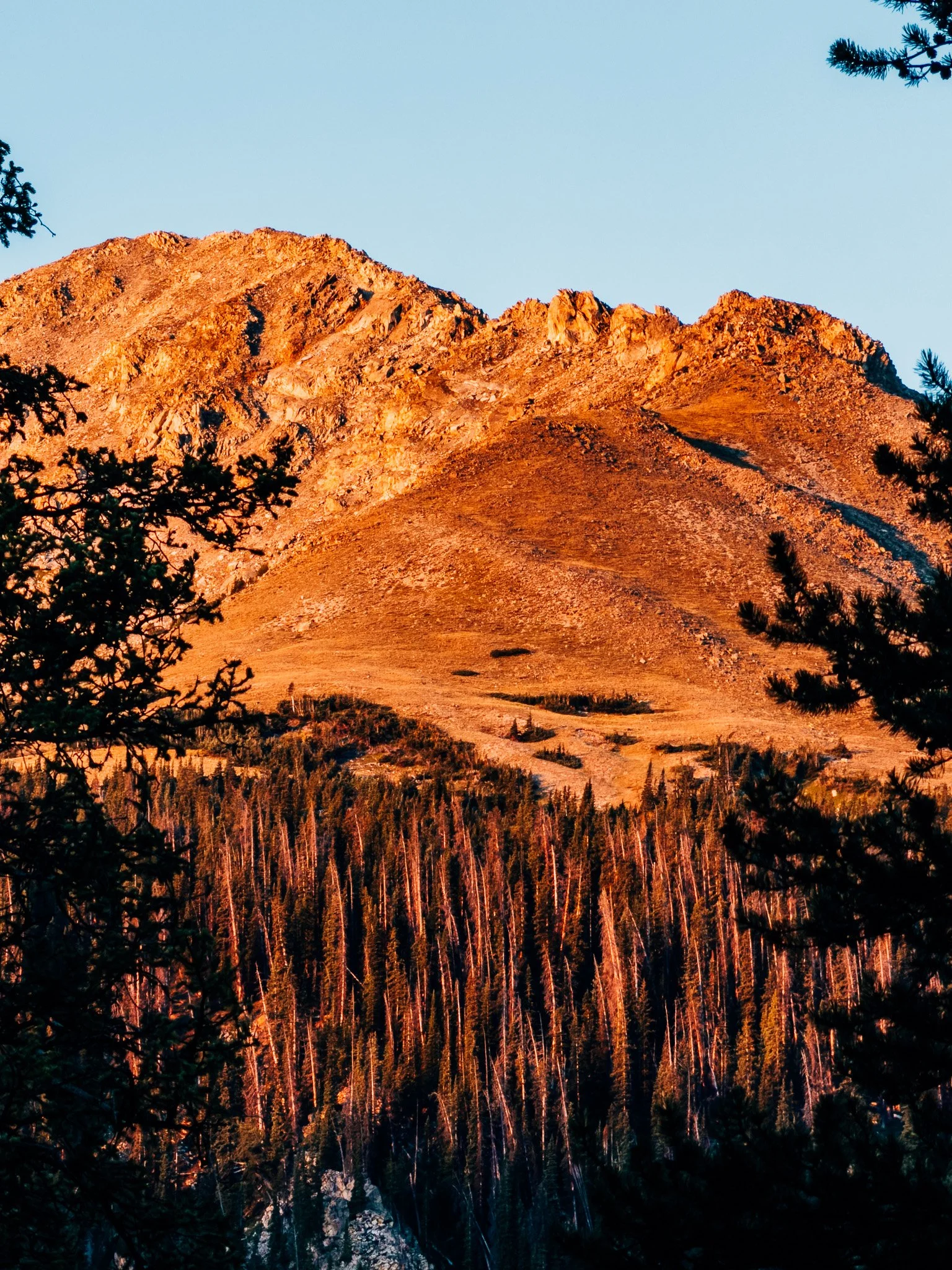 Mount Harvard glowing in orange alpenglow through silhouetted pines