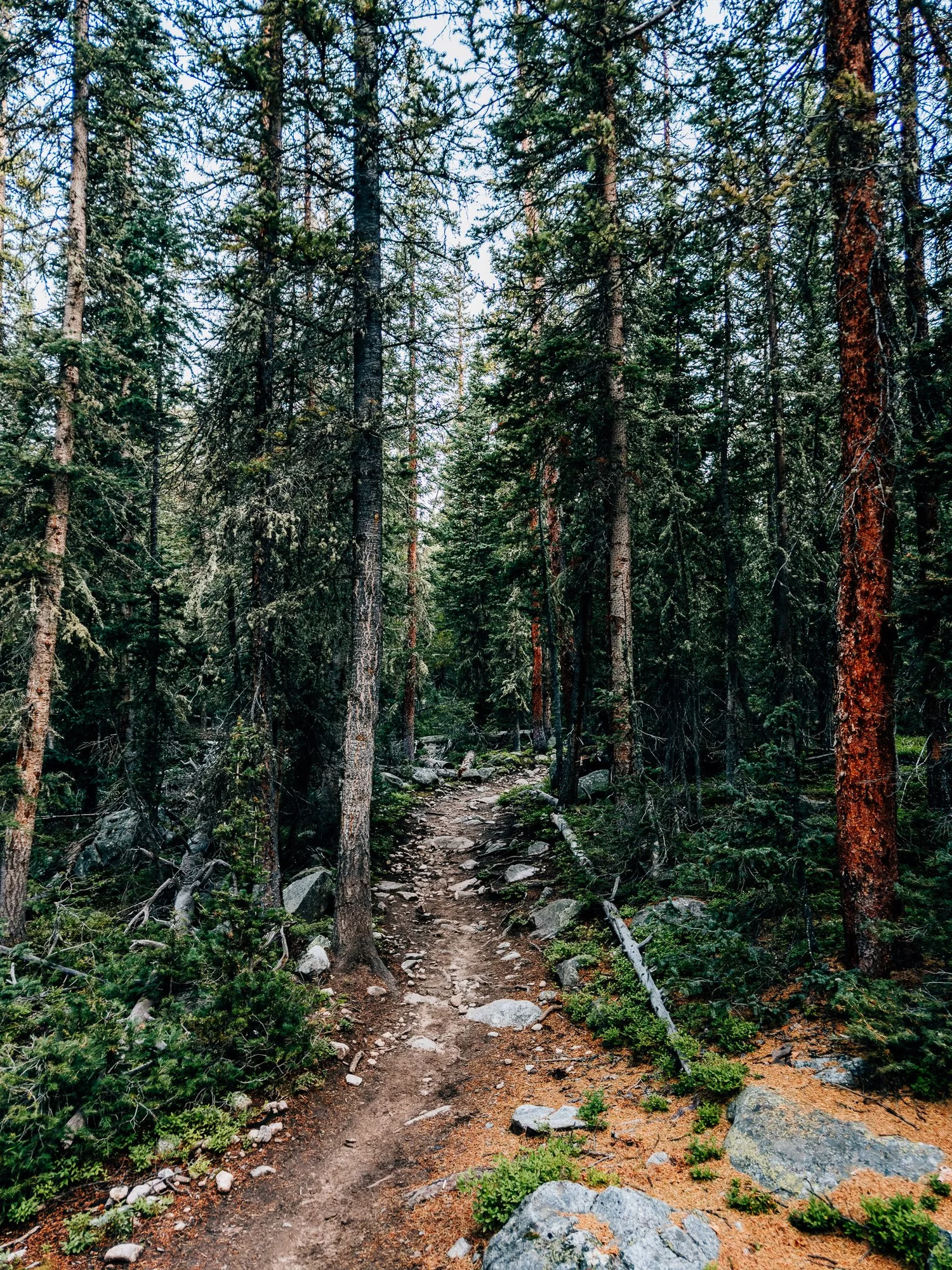 Well-kept forest trail through the lower miles of the Mount Harvard hike