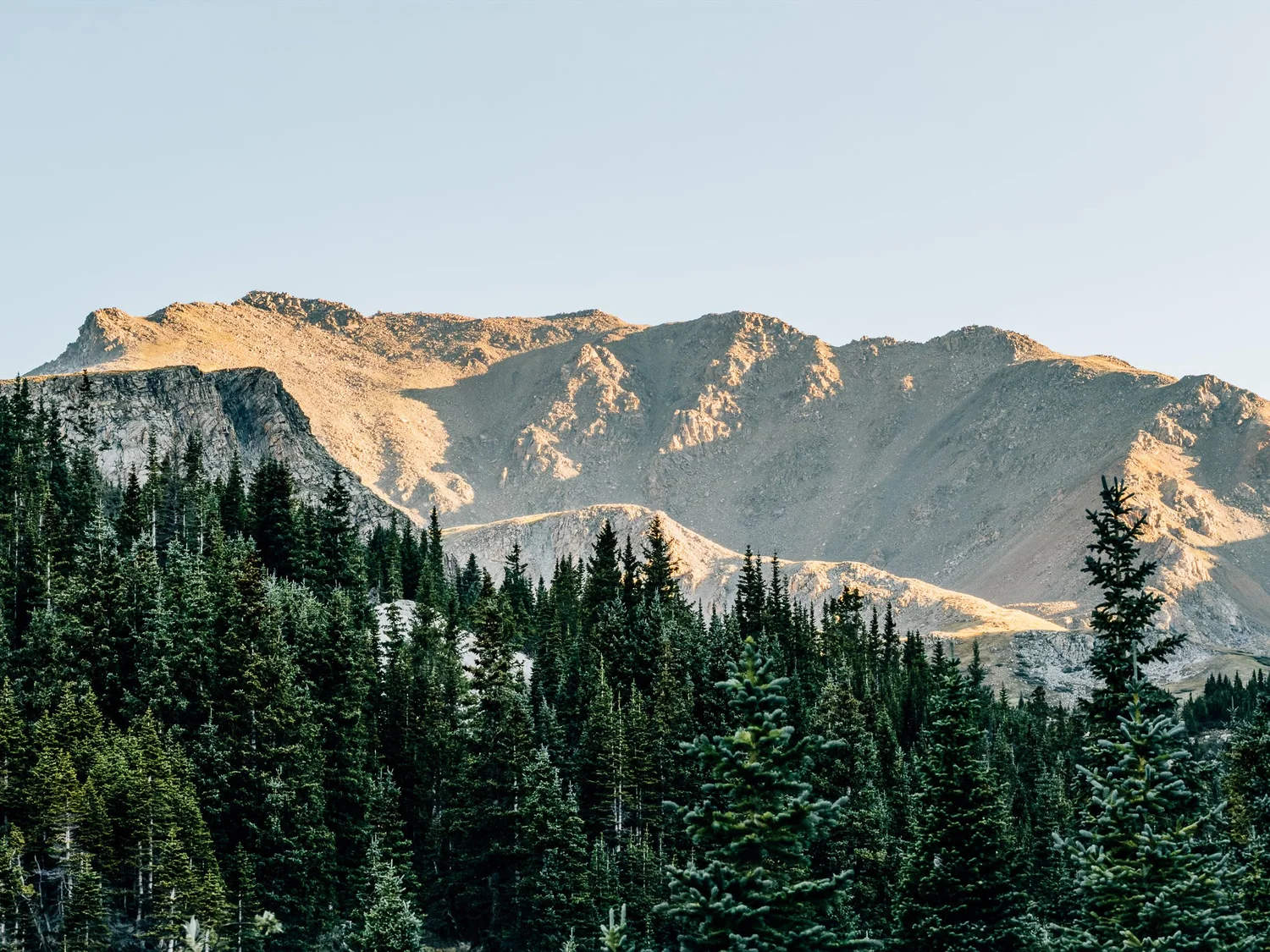 Collegiate peaks rising above the trees near treeline on the Mount Harvard trail