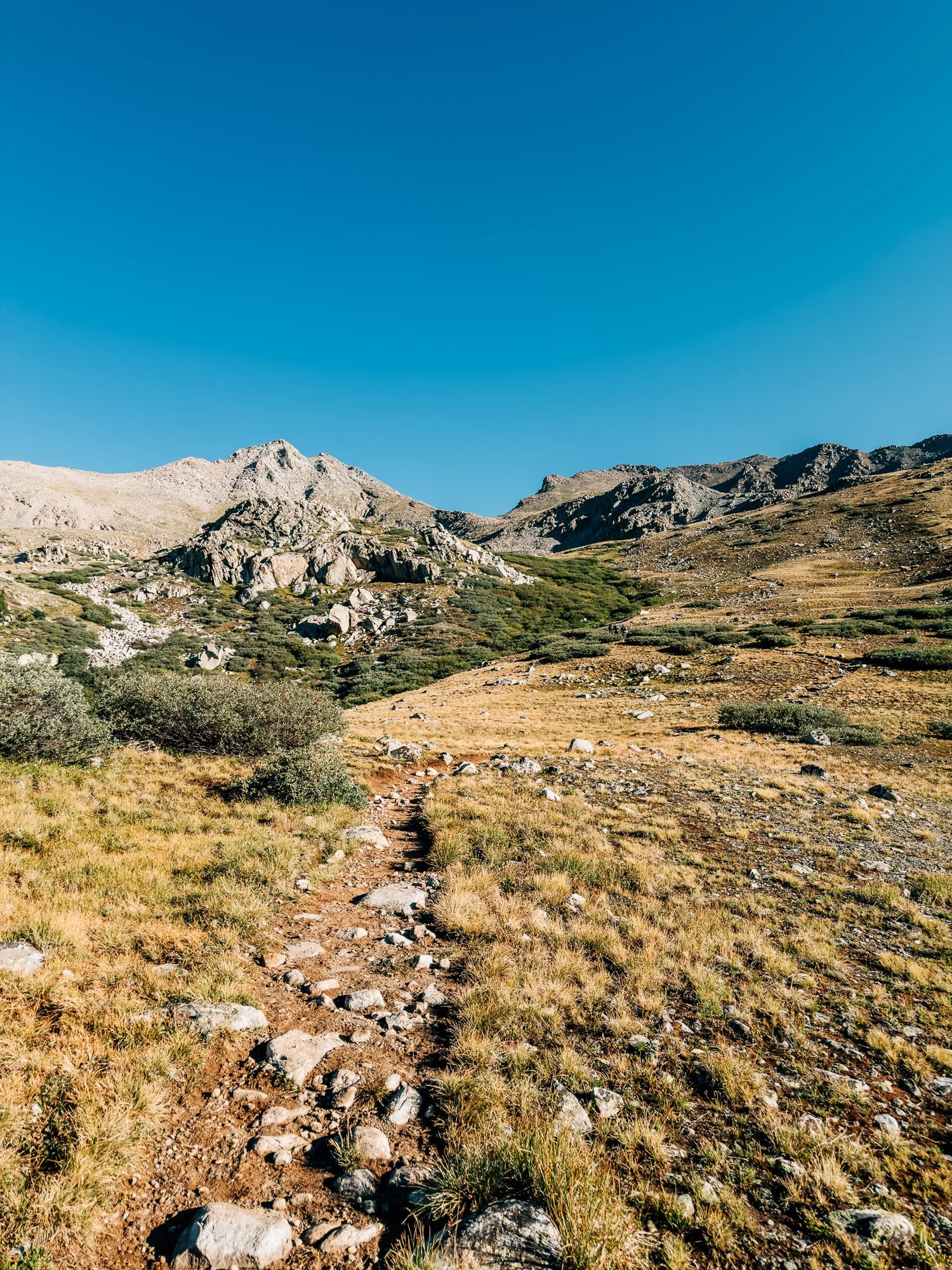 Alpine meadows of Horn Fork Basin below Mount Harvard
