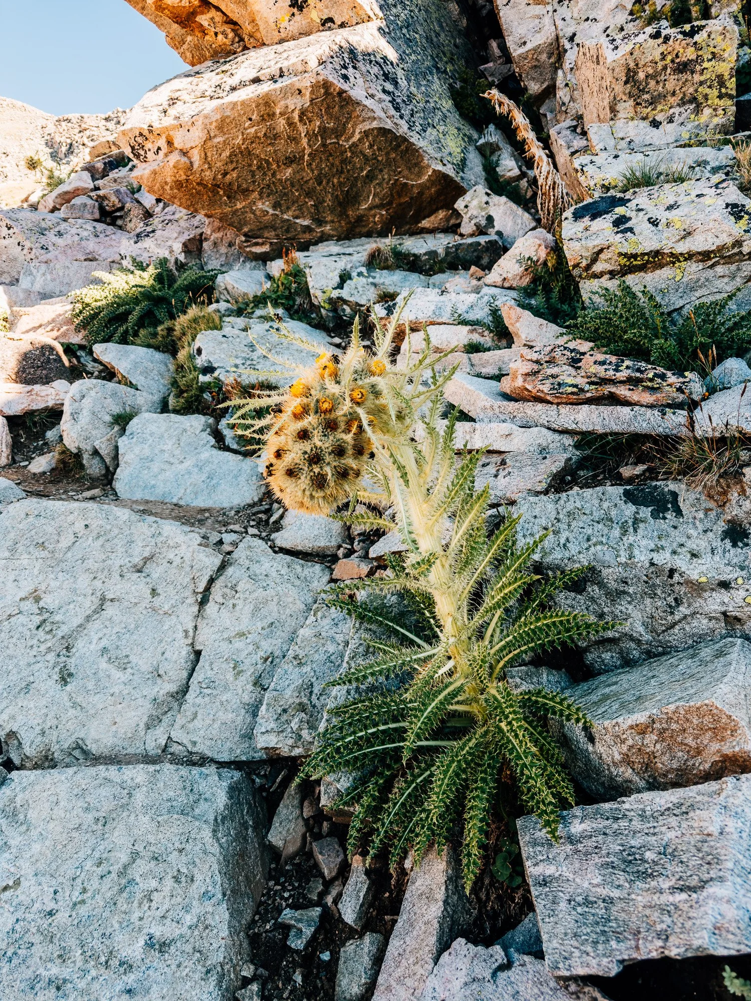 Thistle blooming on the slopes of Horn Fork Basin in late July