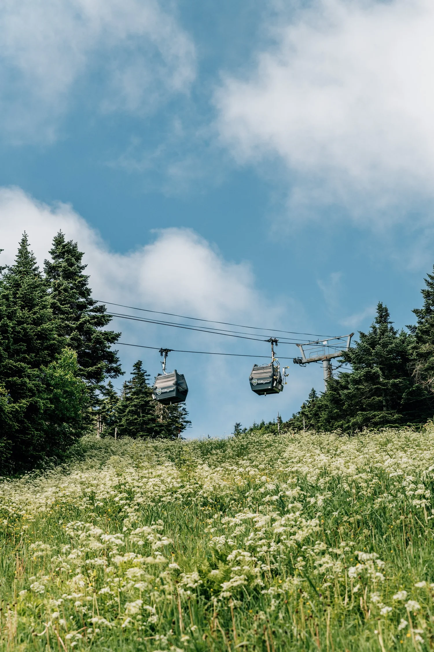 Two Killington gondola cabins passing over a wildflower meadow against a blue sky