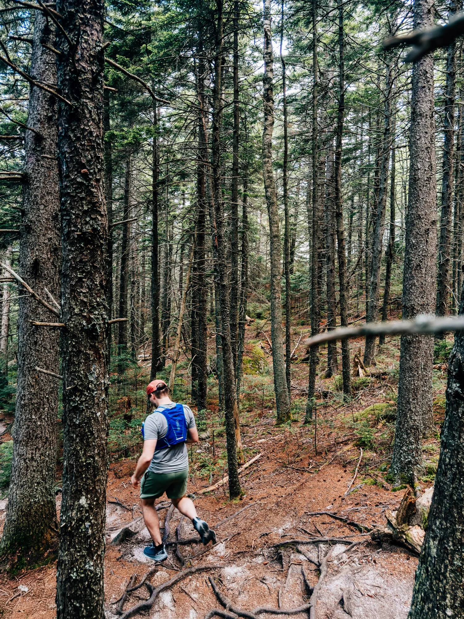 Trail runner in a gray shirt and blue running vest stepping down a root-covered path through tall spruce woods