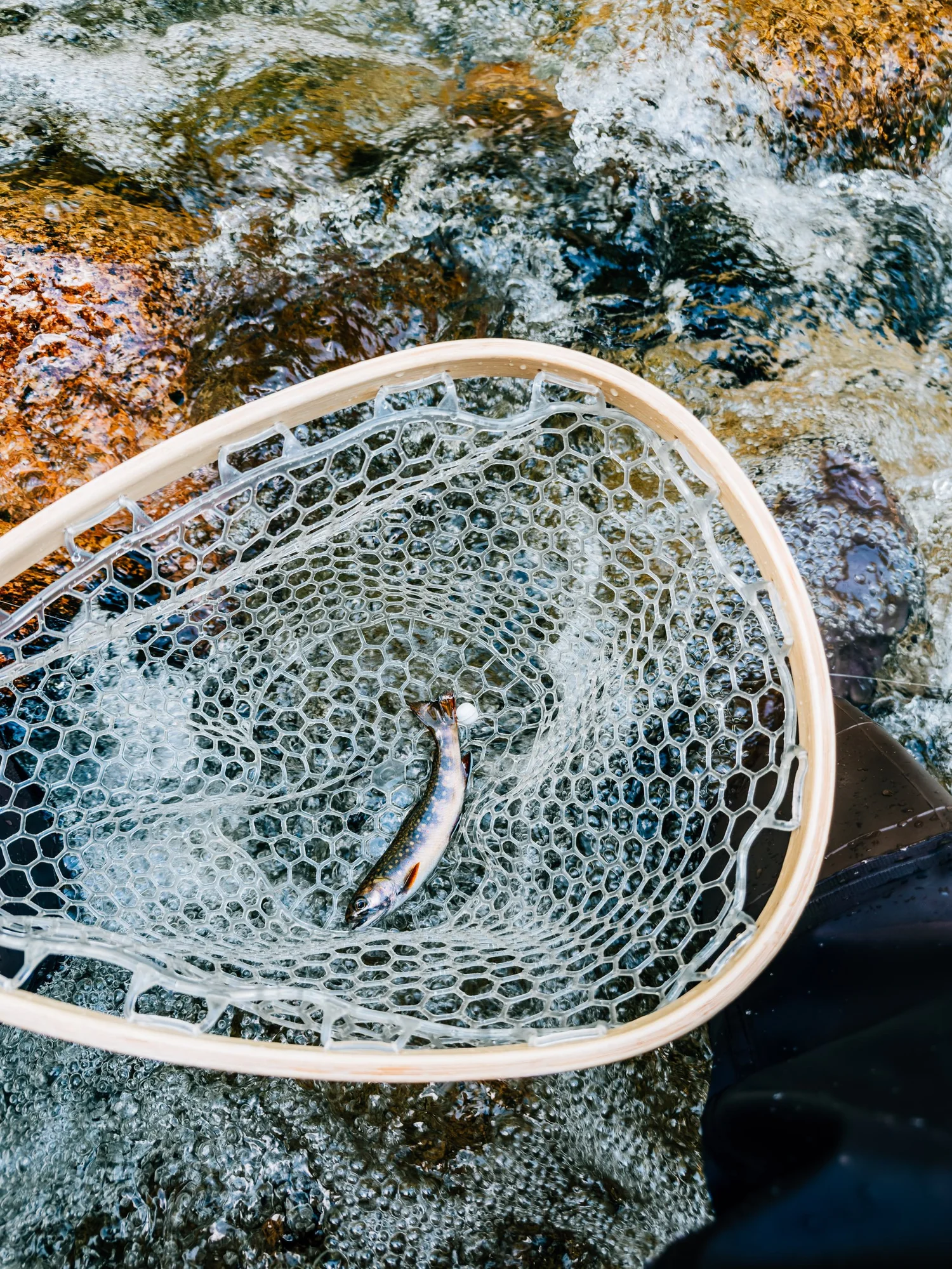 Small brook trout lying in a rubber-mesh landing net held over fast, rocky water