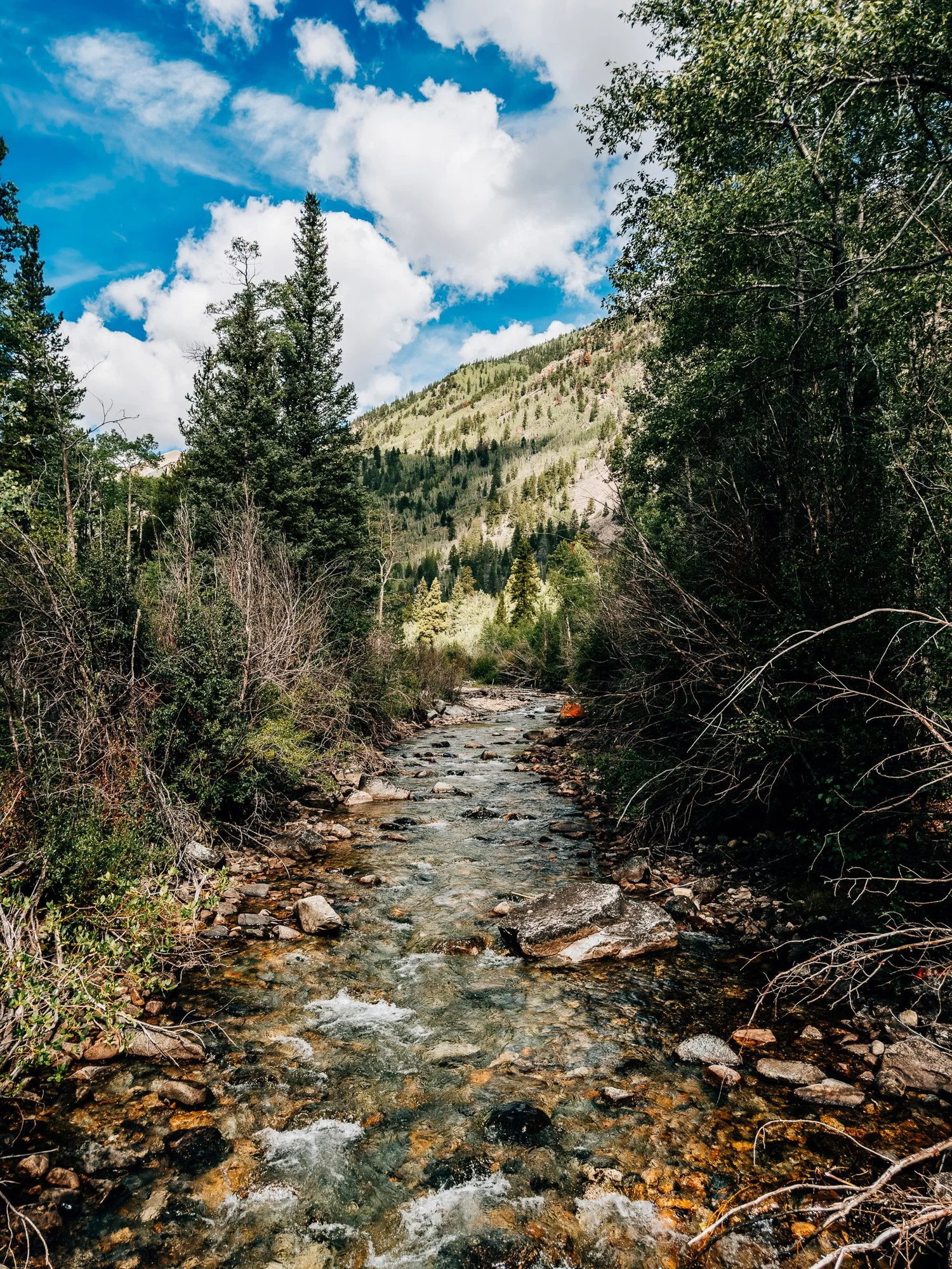 Clear Creek running over rocks below forested slopes just past the Missouri Gulch Trailhead