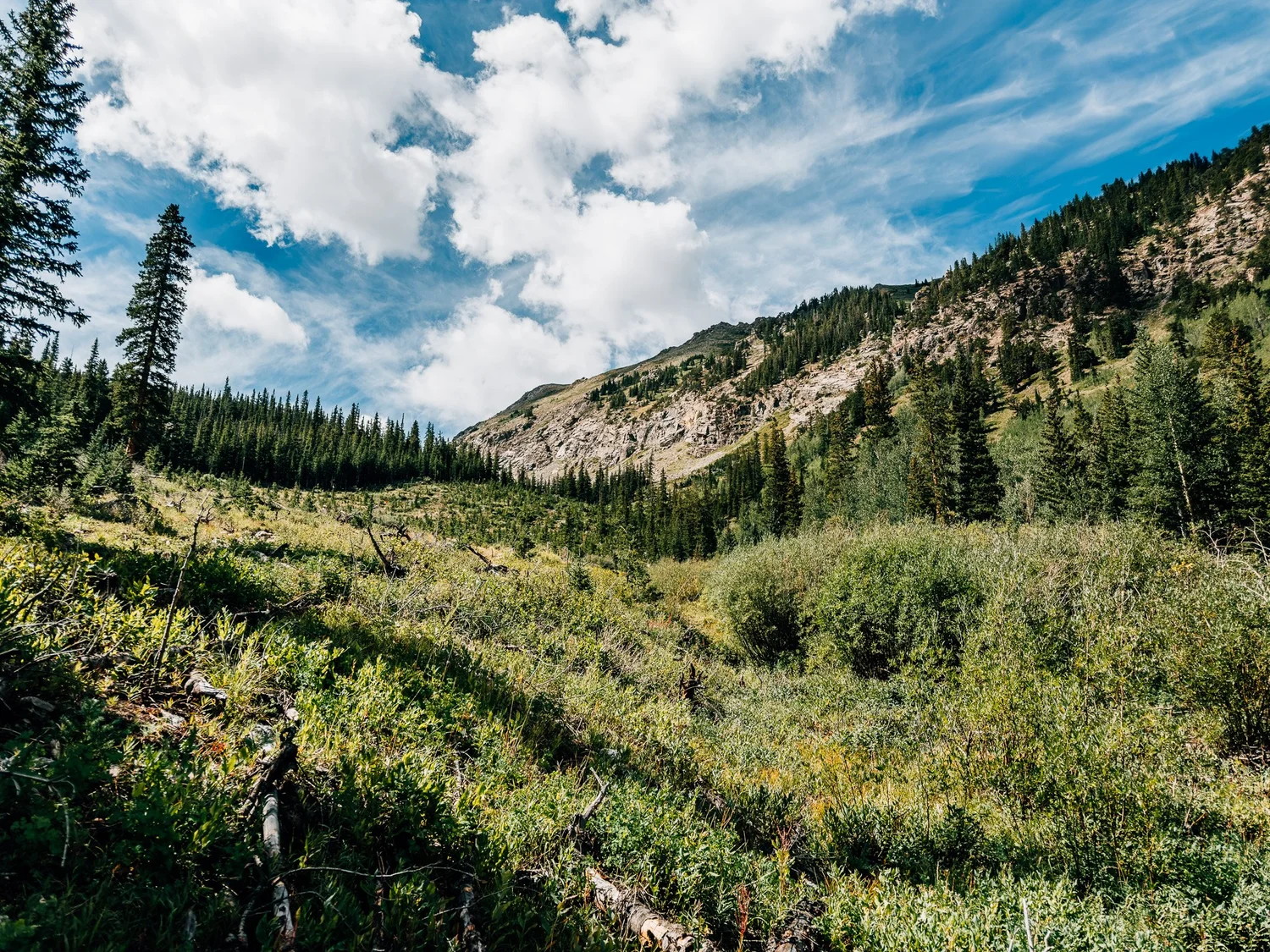 Willows and a grassy clearing opening up in Missouri Gulch with rocky slopes above the pines