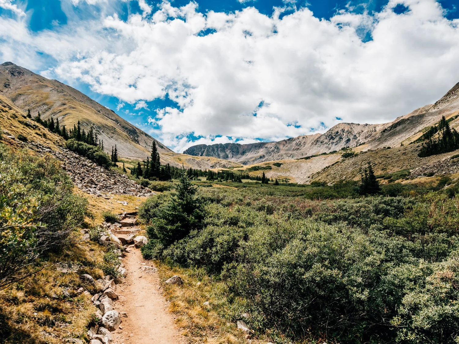 Missouri Gulch trail through willows and pines with Missouri Mountain far off at the head of the valley