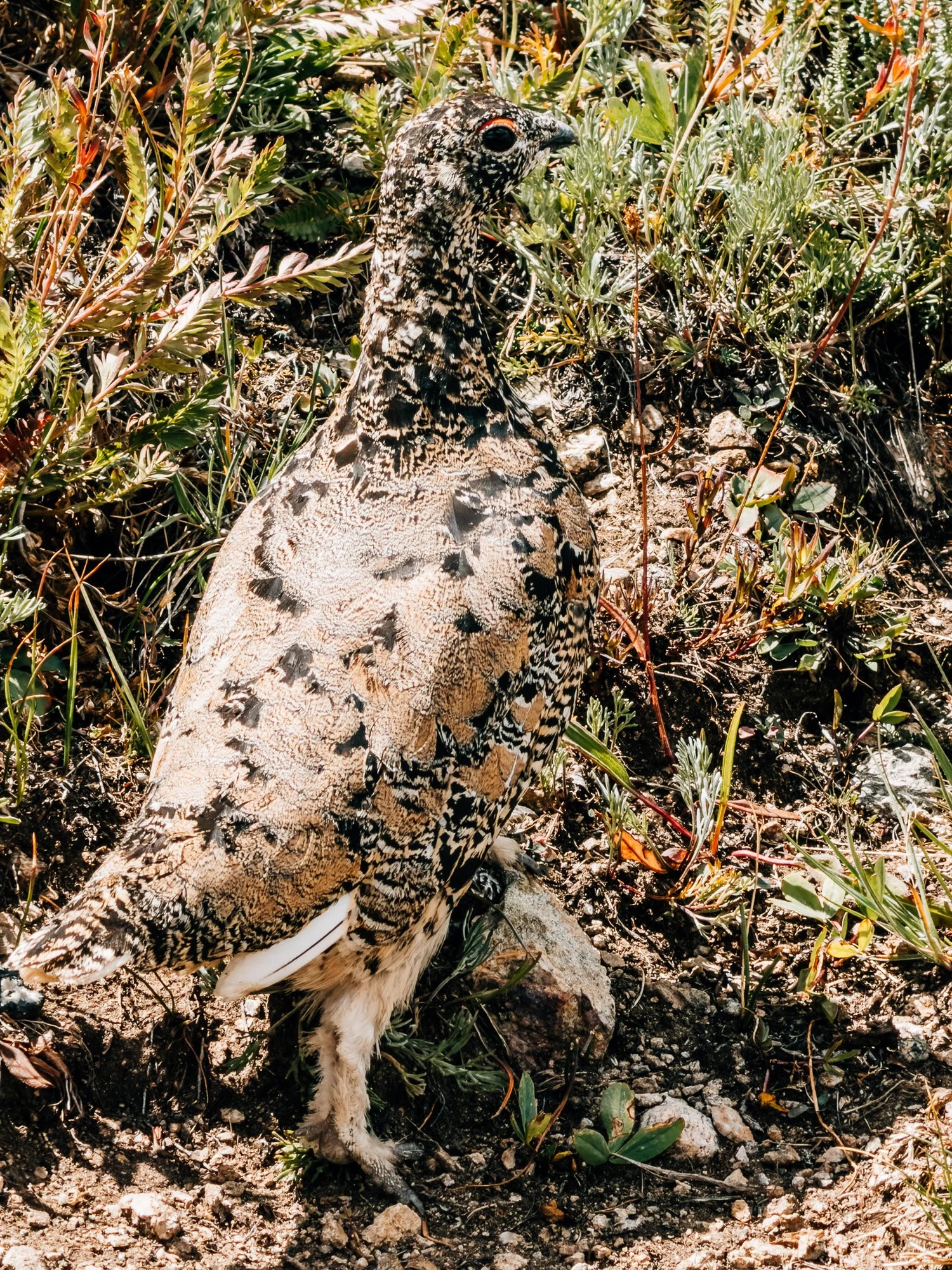 White-tailed ptarmigan in mottled summer plumage standing among alpine plants on Missouri Mountain