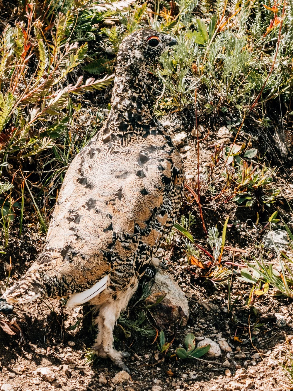 My one wildlife sighting, and a curious one.