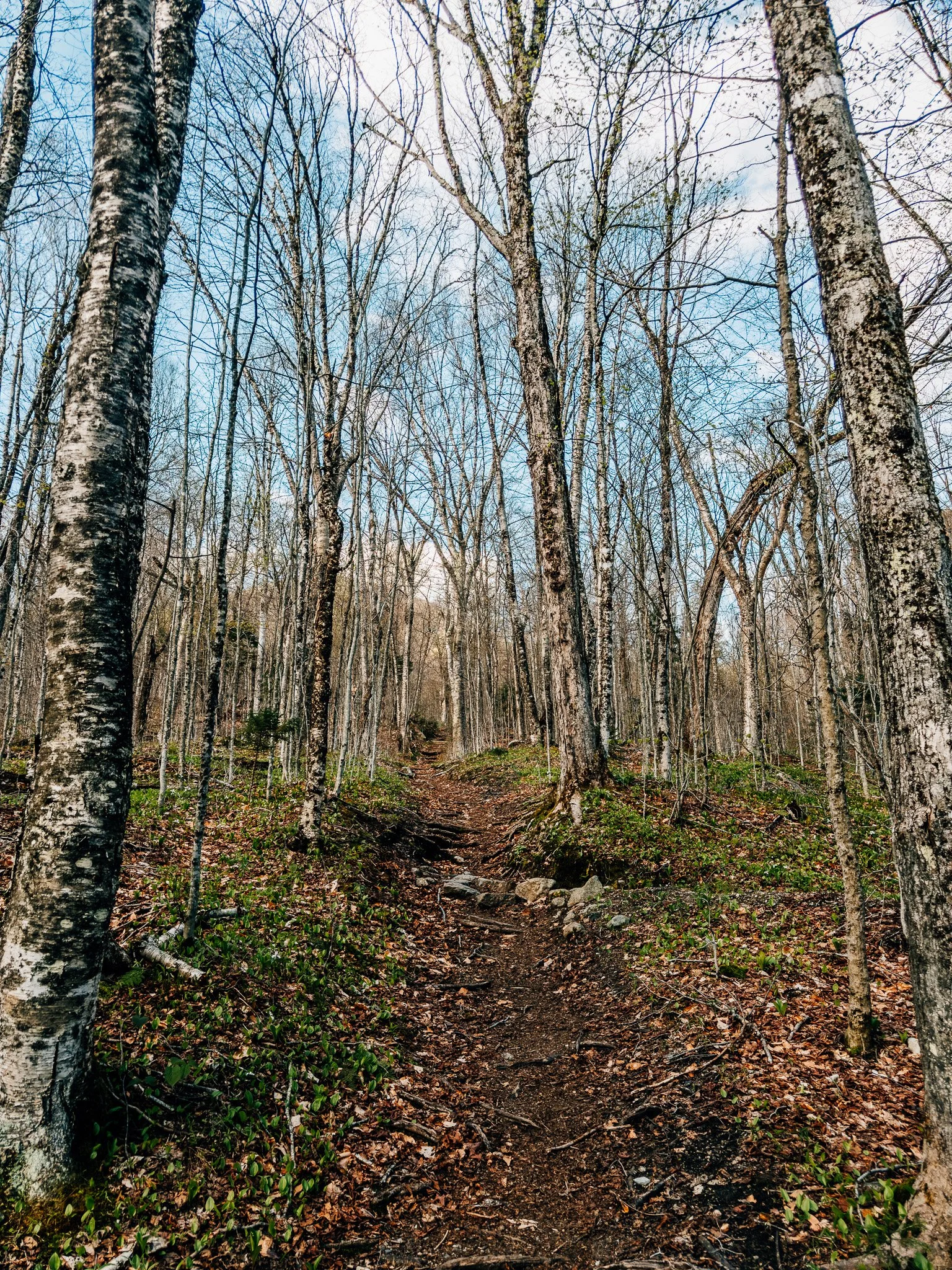 Old growth beech and maple forest on Hale Brook Trail