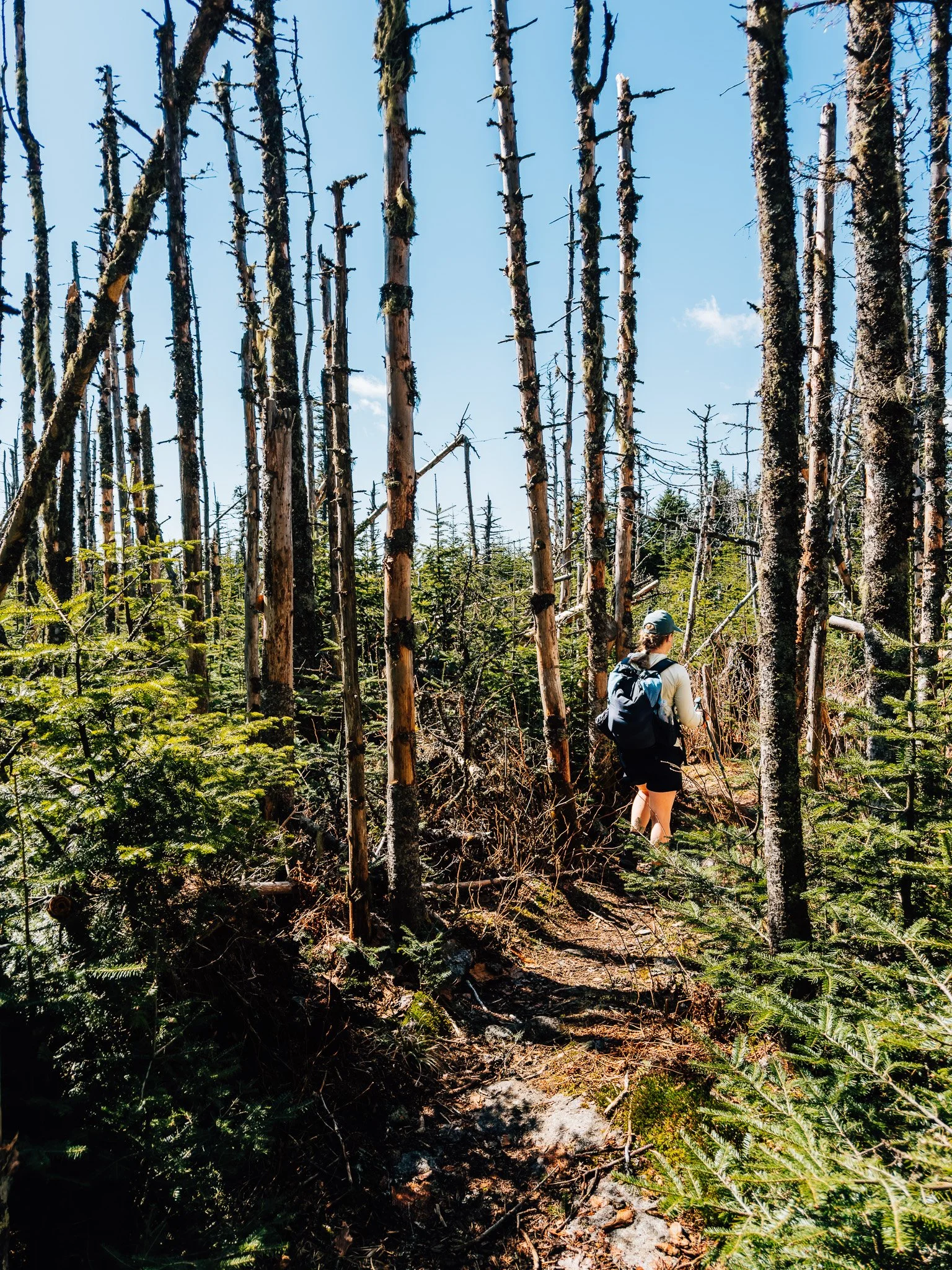 Dead standing forest along the ridge on Lend-a-Hand Trail