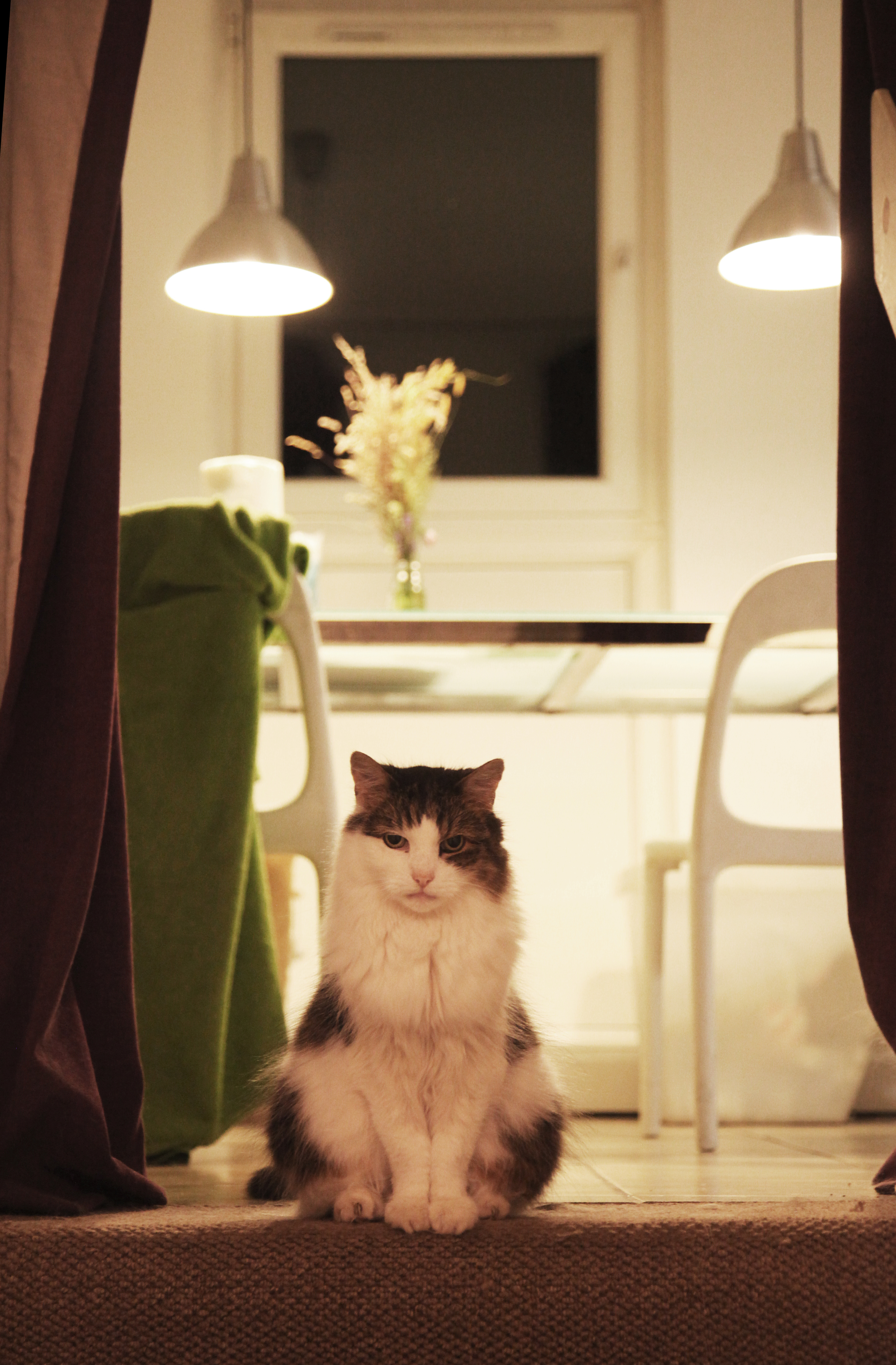  We have a few nice things, like our handsome cat, Bumbledore. 