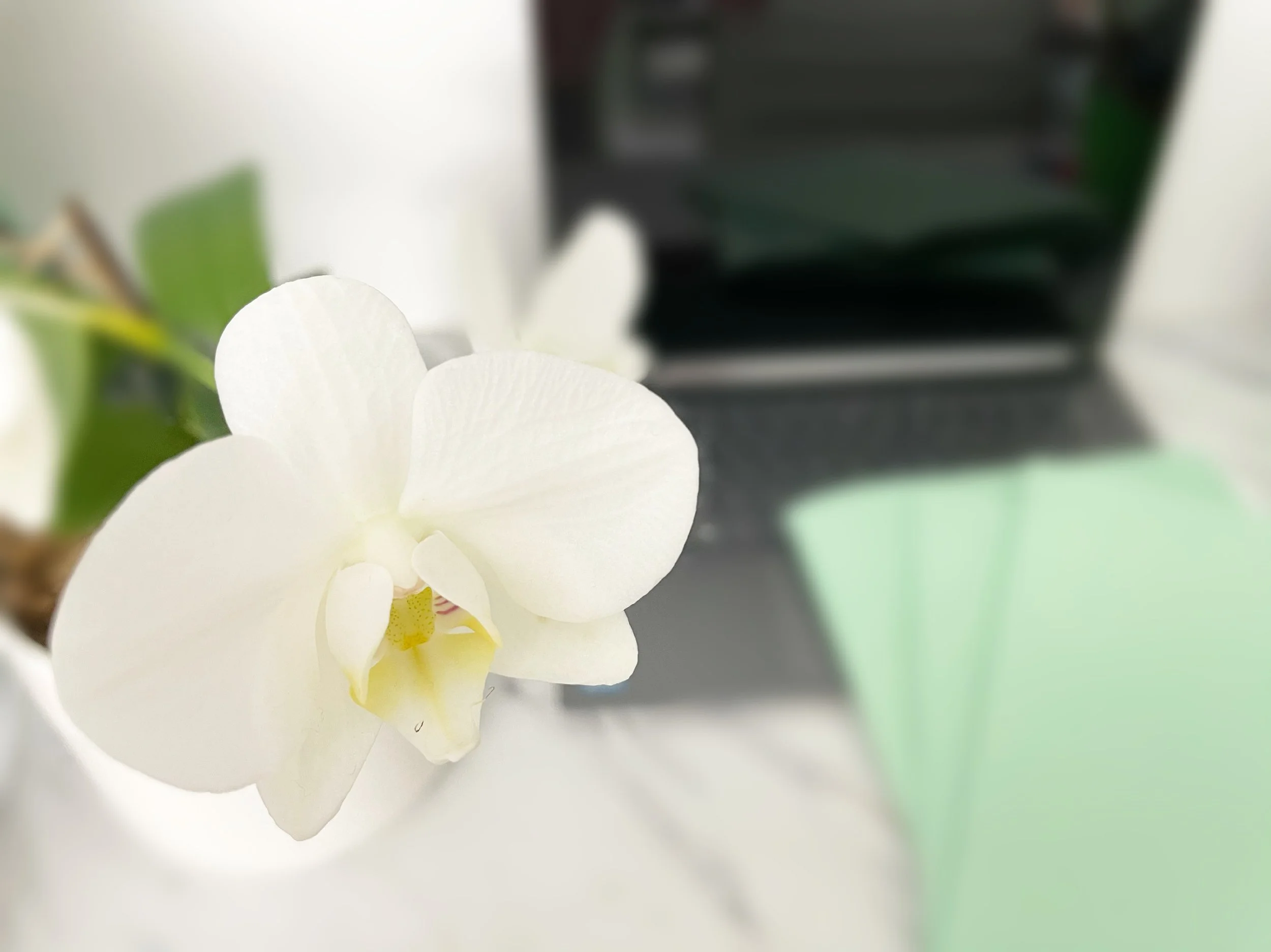 accounting desk and orchid .JPG