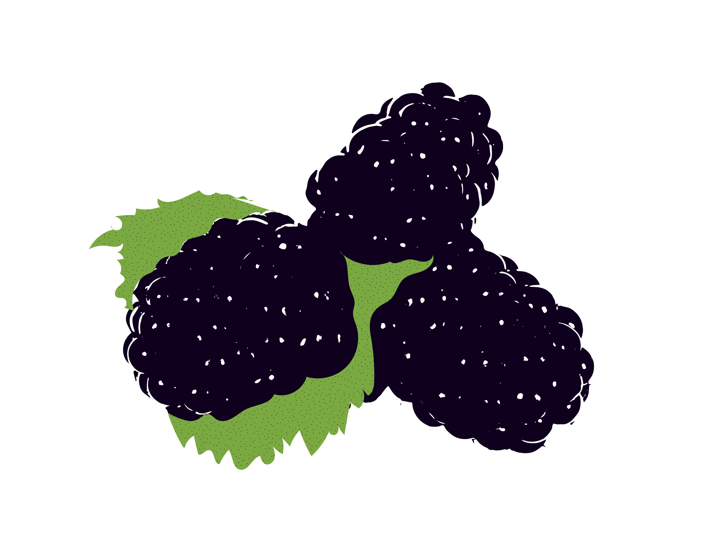 Illustration of three blackberries with green leaves.