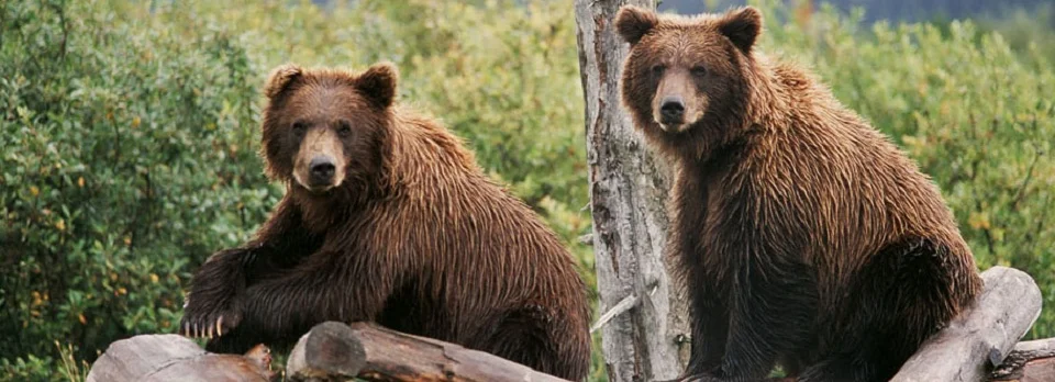 ACVBAWCCBears2.jpg
