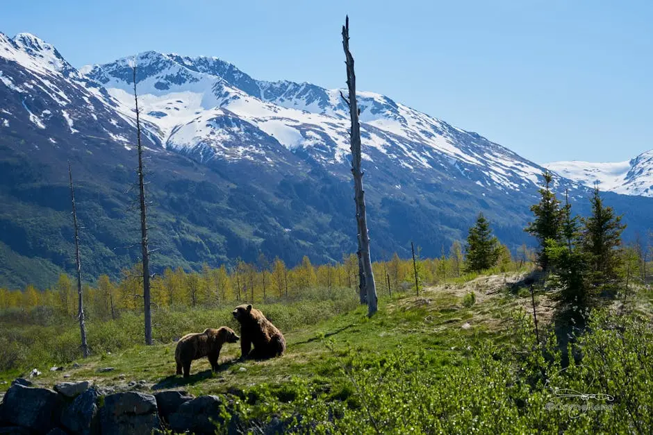 Alaska Tours: A Wildlife Enthusiast's Dream