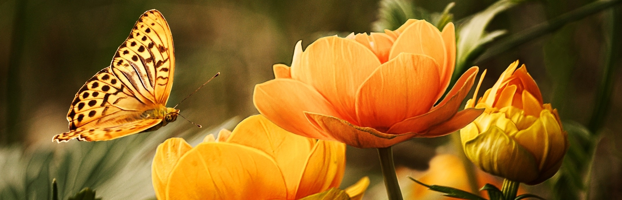 flowers-background-butterflies-beautiful-87452.jpeg
