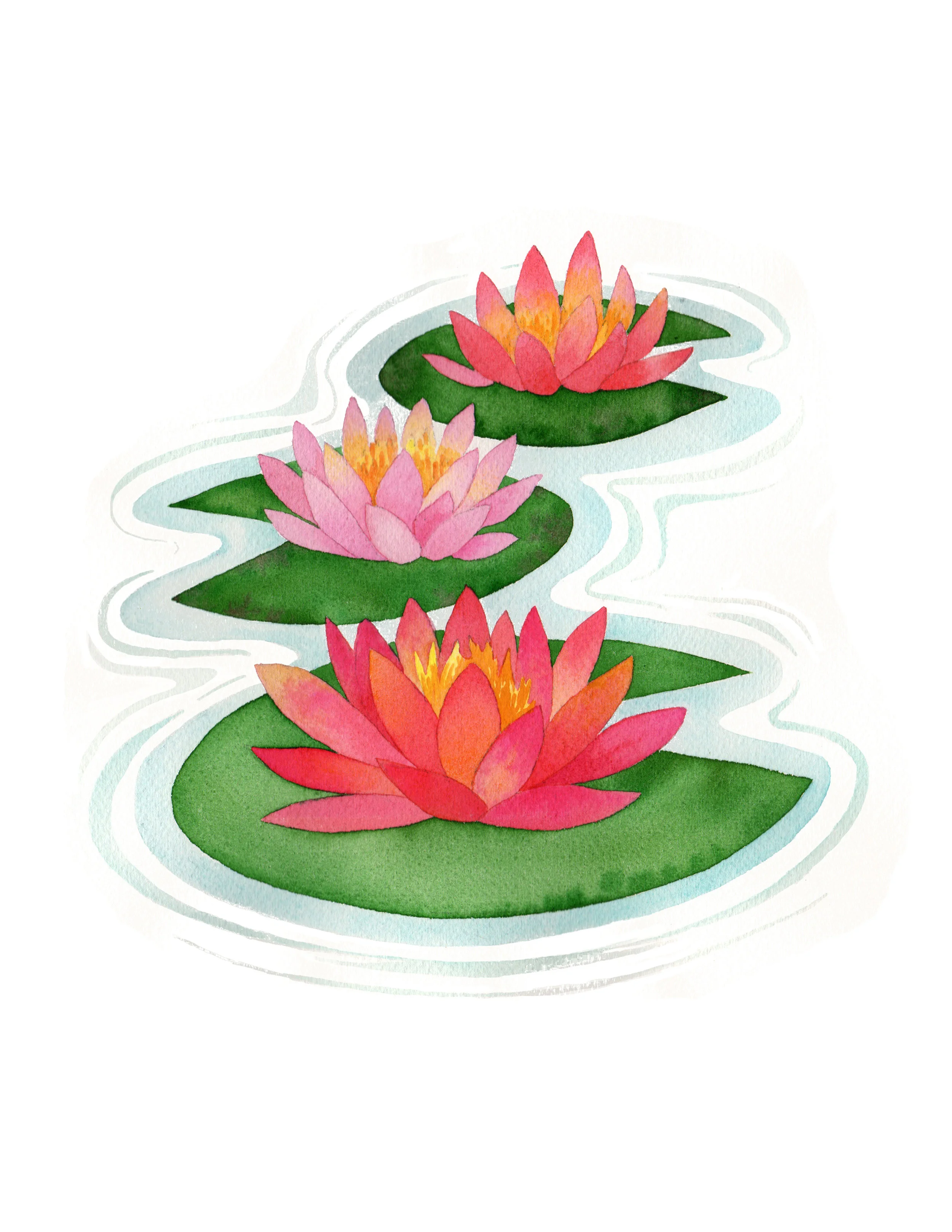 Water Lily