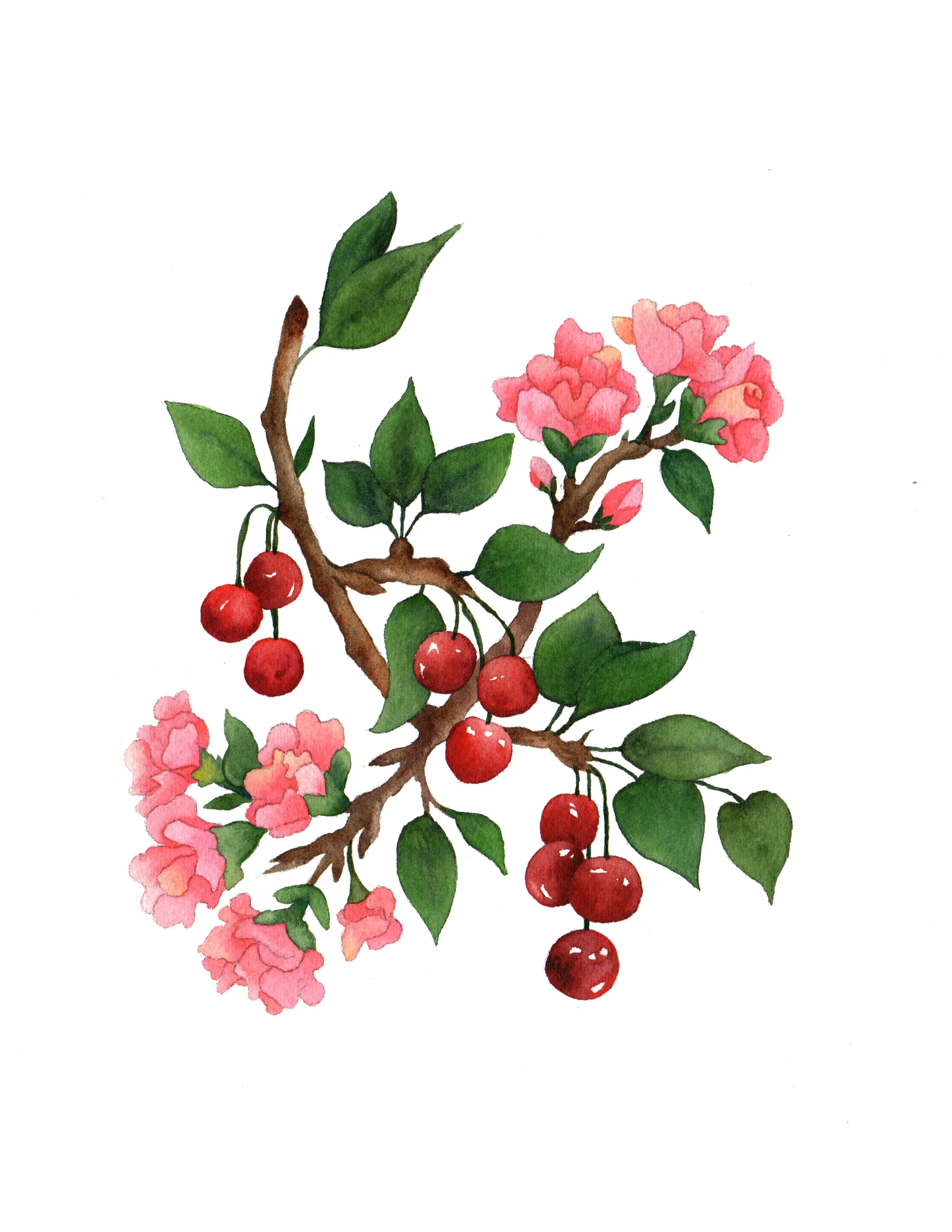 Cherry Blossom