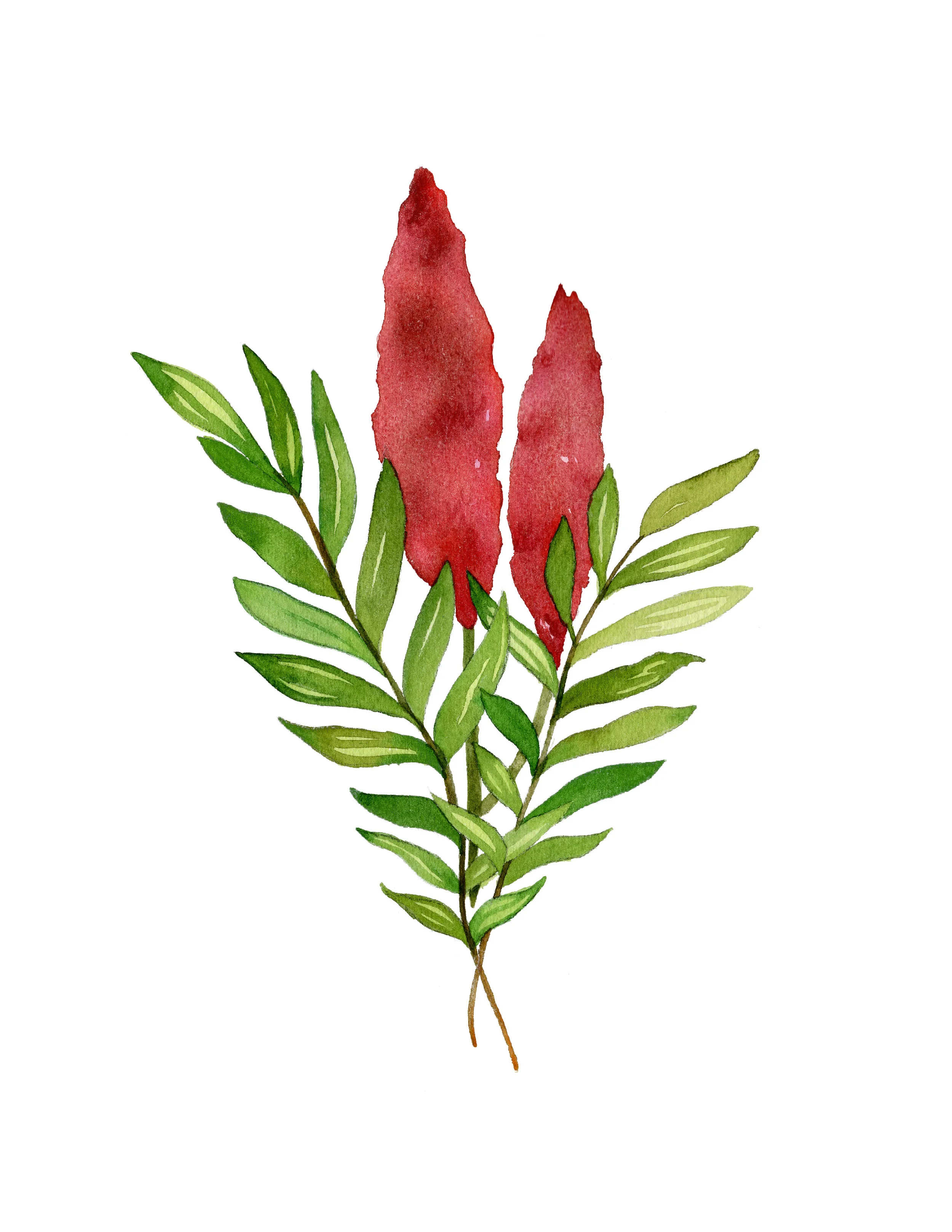 Staghorn Sumac