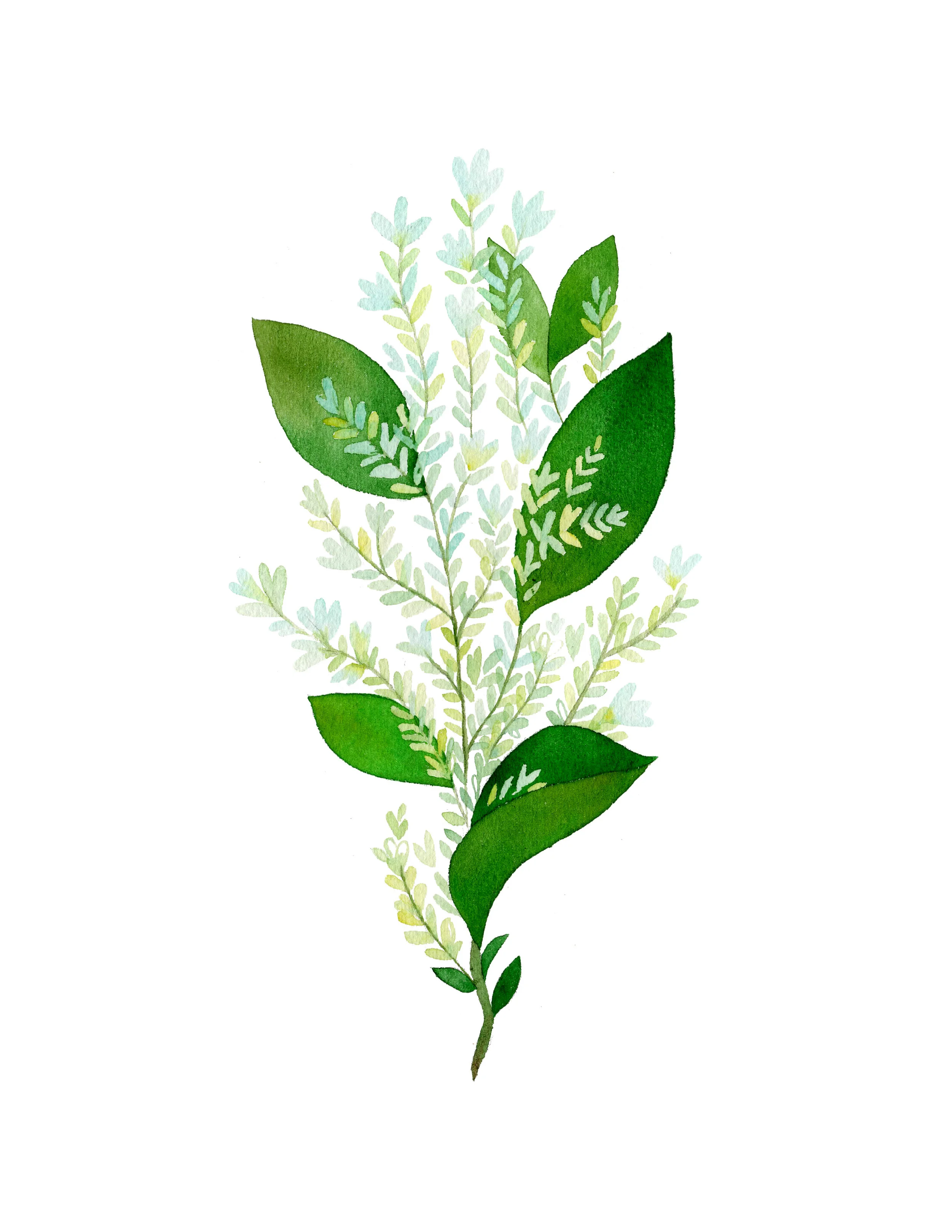 Privet