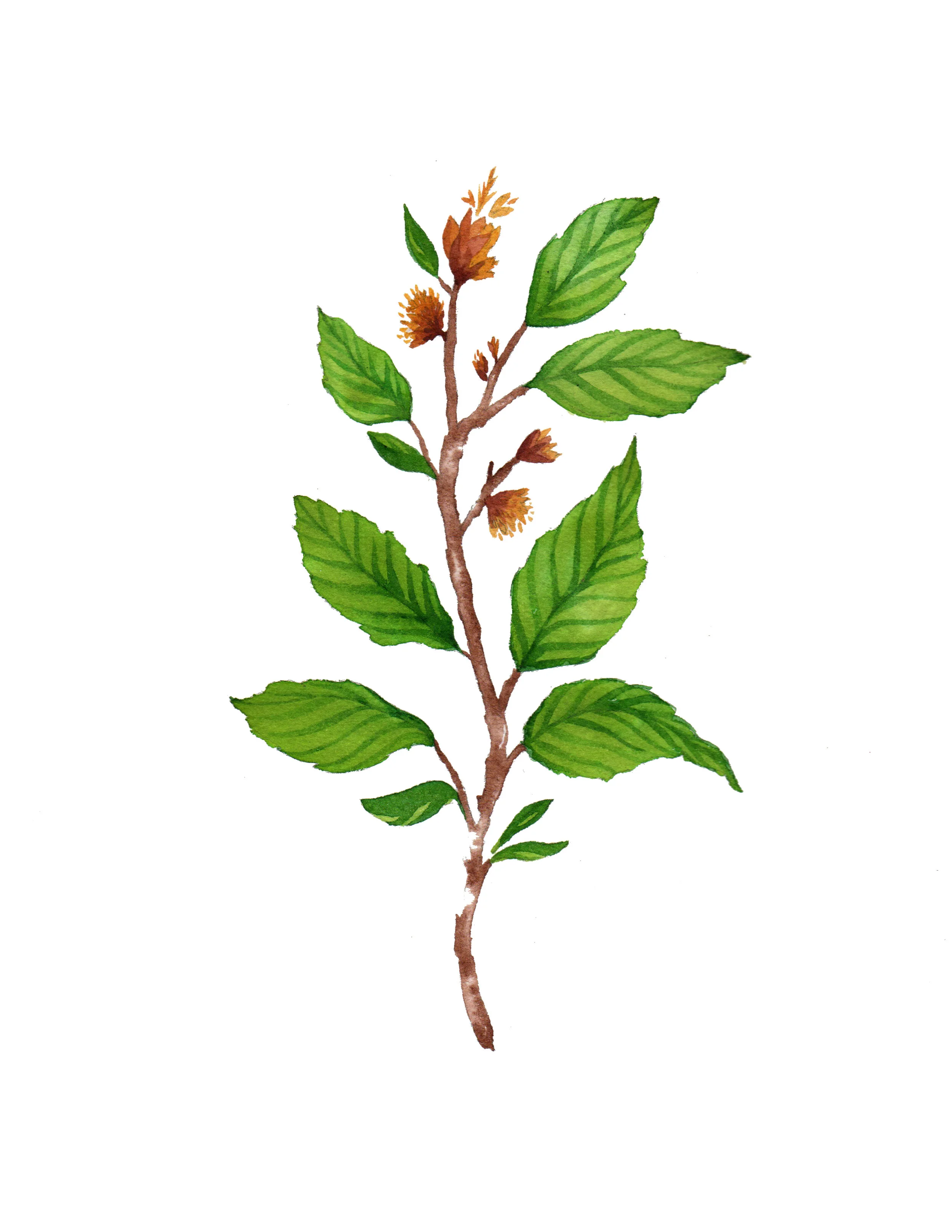 Elm