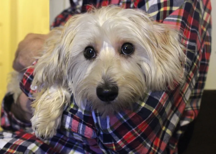 "Benny"