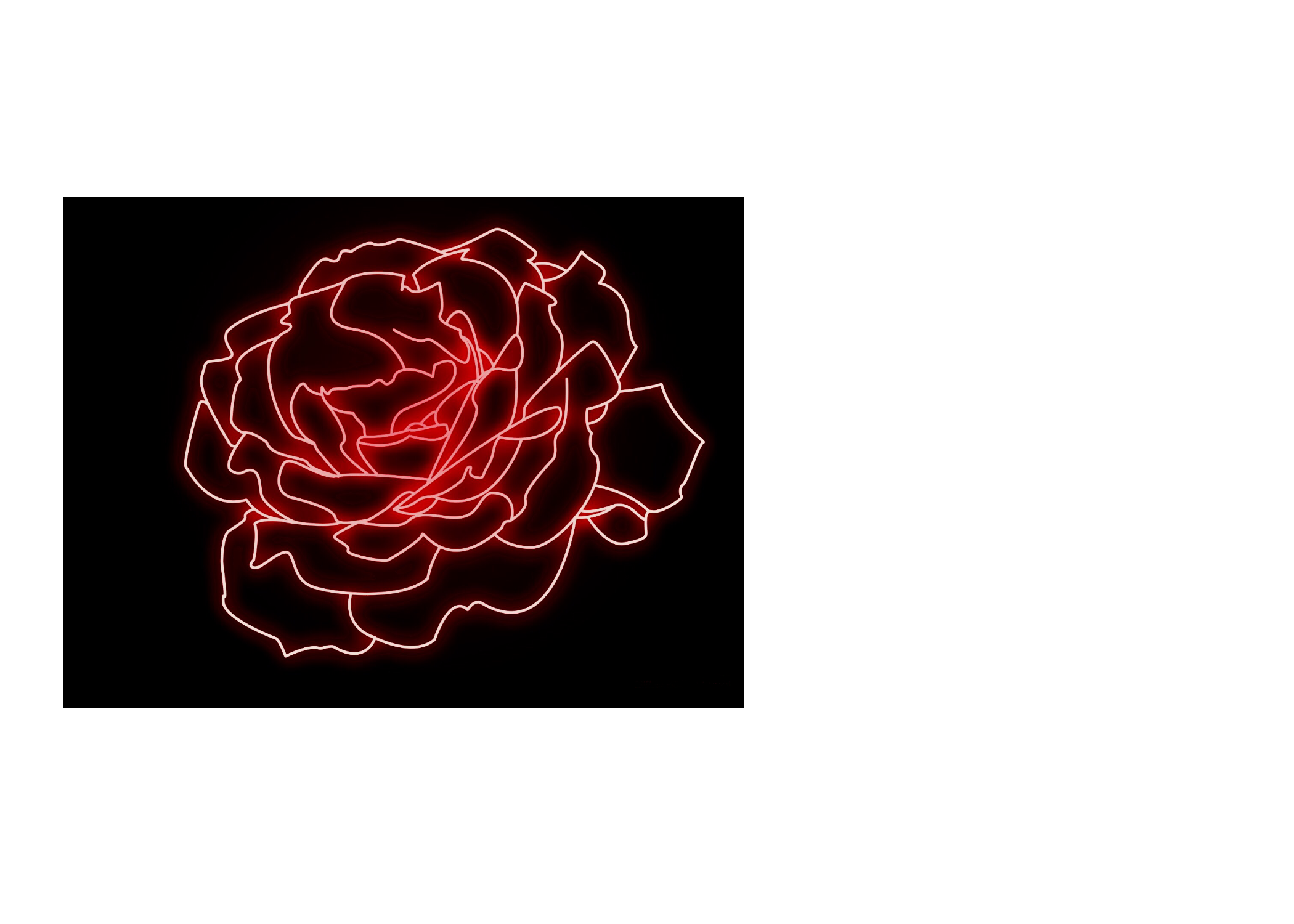 roses_.png