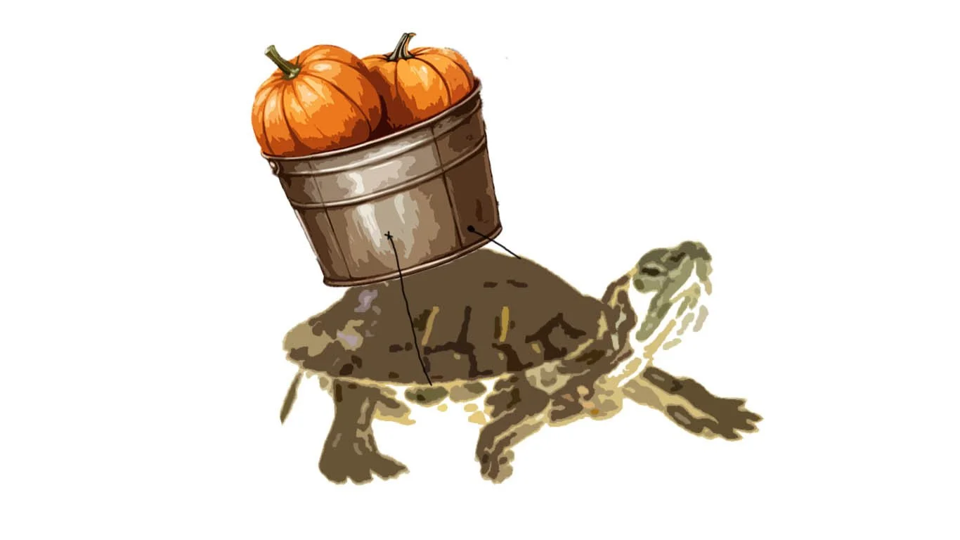 ma turtle.jpg