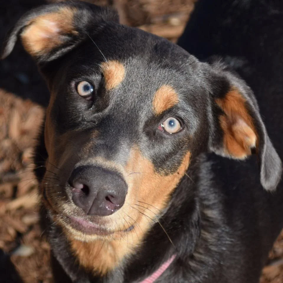 Lolita's Wine Market is named after Lola, Kelly and Alex's Golden Retriever / Louisiana Catahoula Hound mix