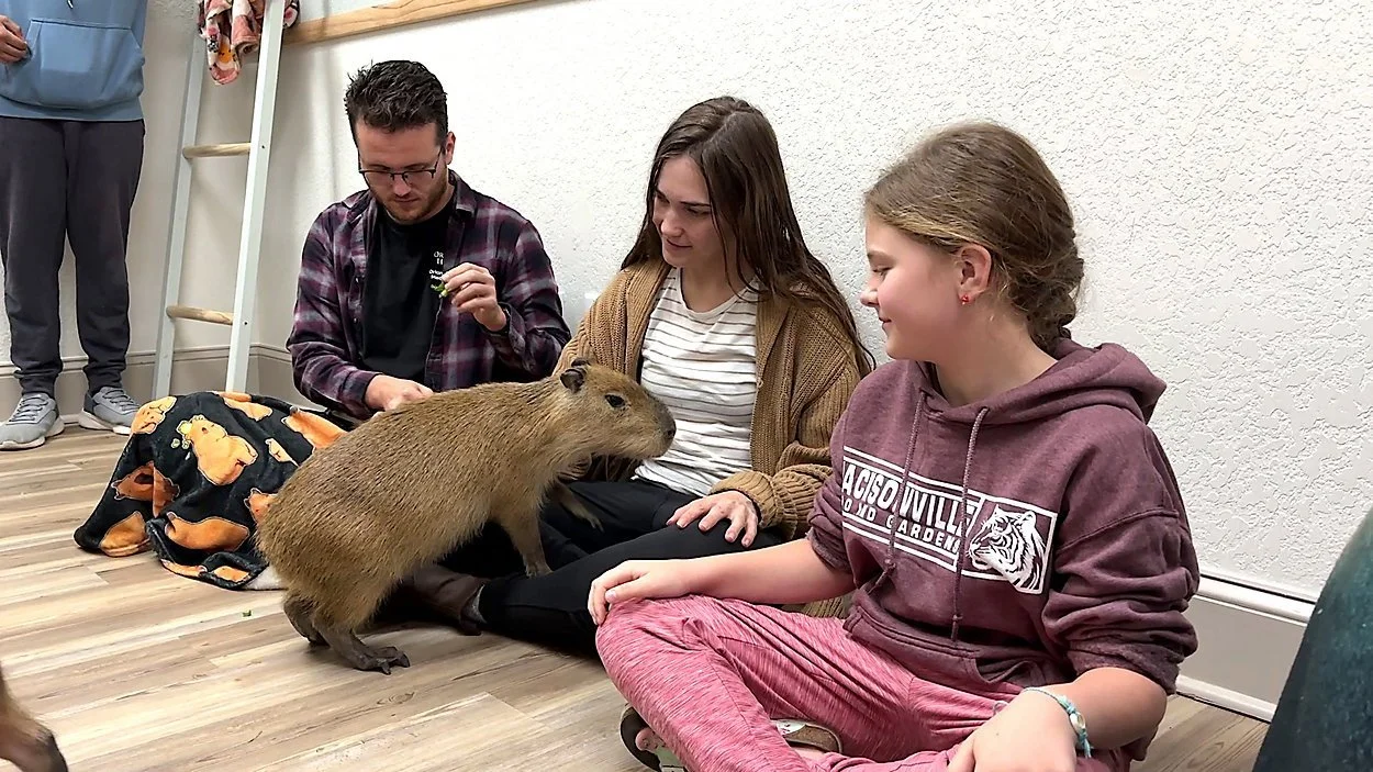 Capybara Cafe opening next month in St. Pete will let you cuddle capybaras, wallabies, and lemurs
