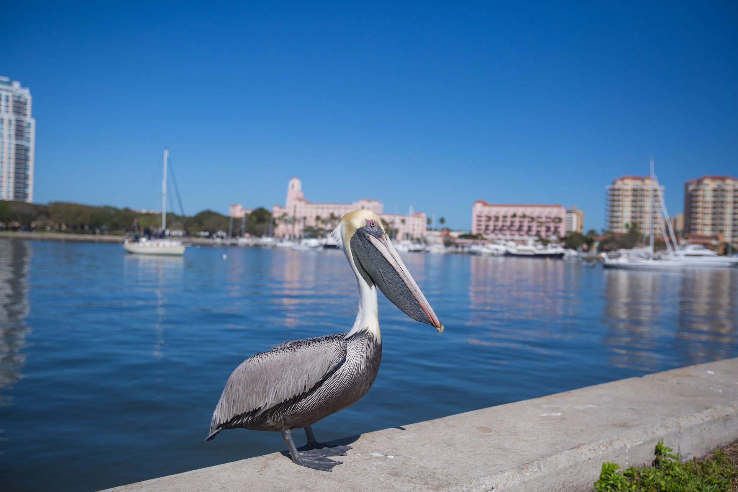 St. Pete asks residents to weigh in on future seawall and shoreline improvements
