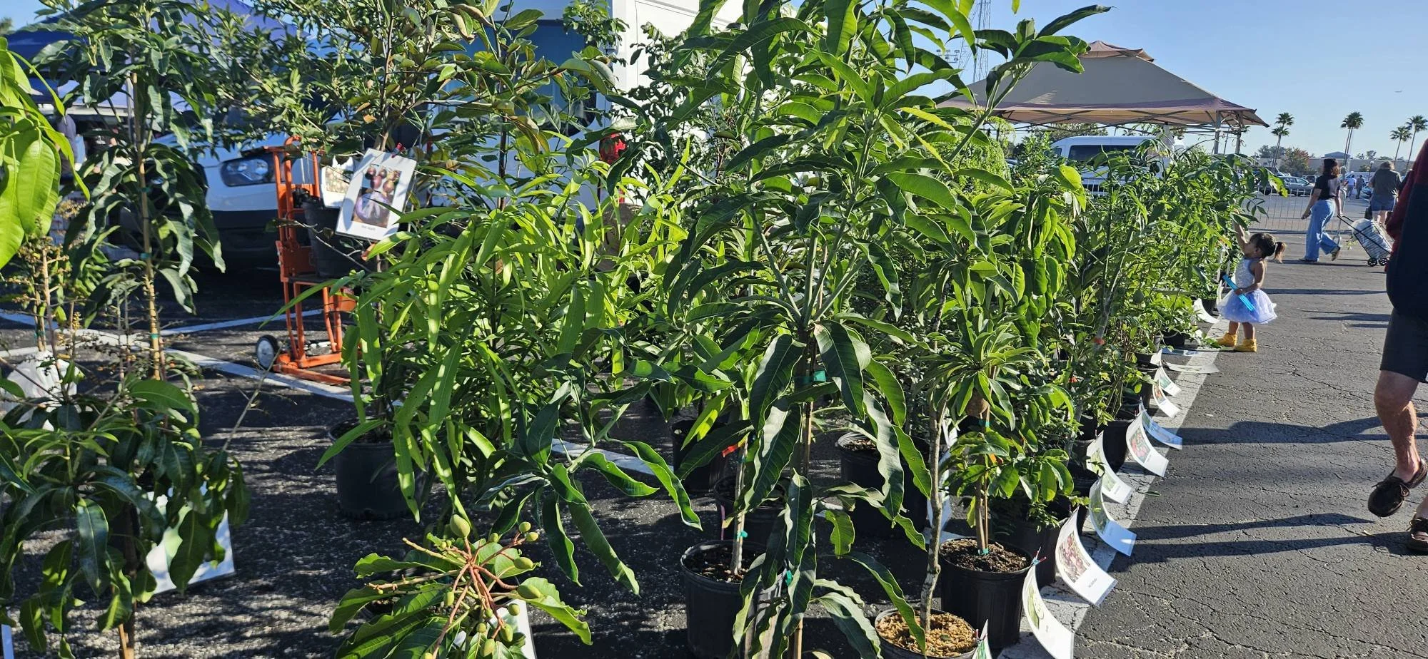 Vendors at The Pinellas Farmers &amp; Flea Market